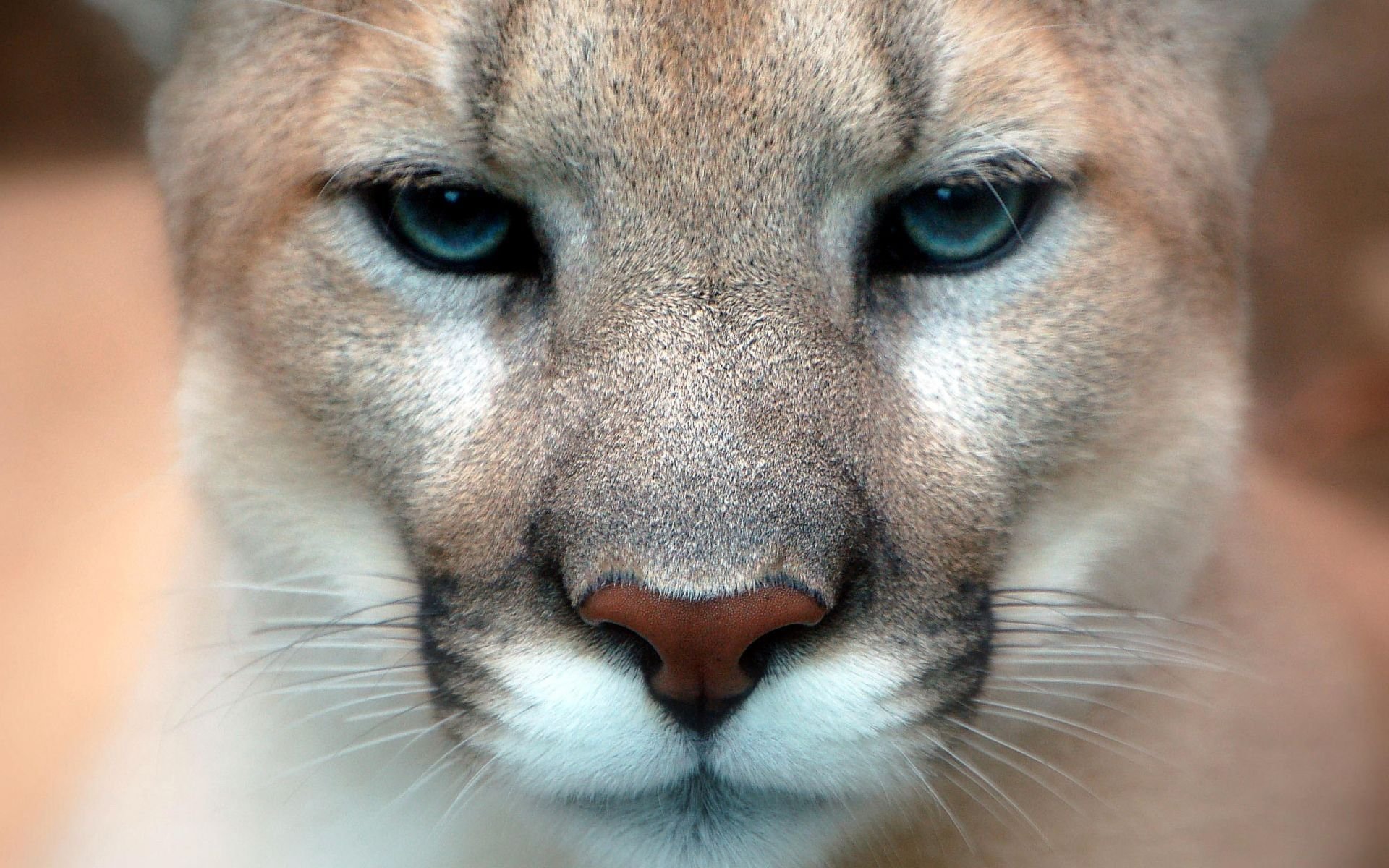 puma schnauze verschwommen