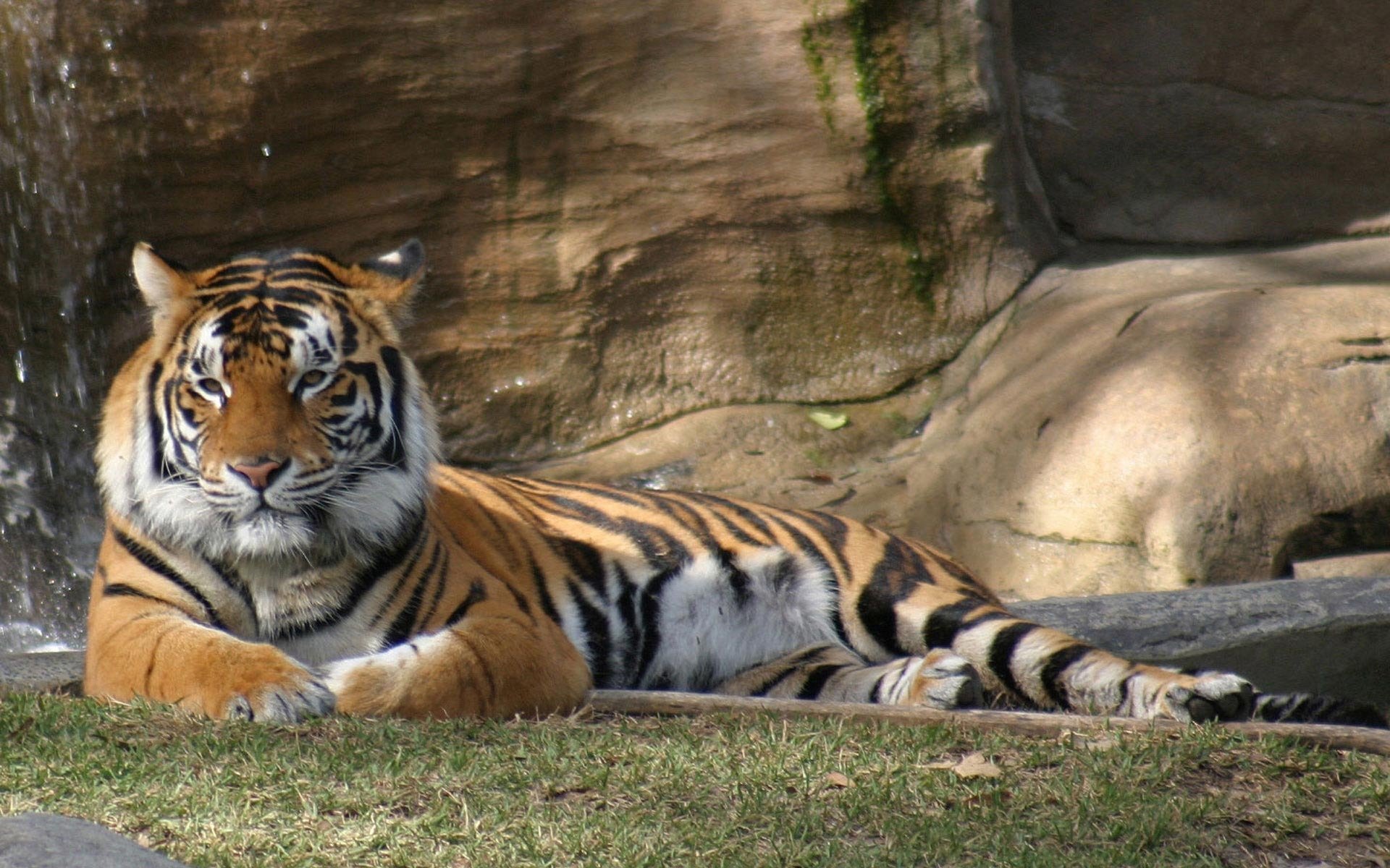 nature animaux tigres