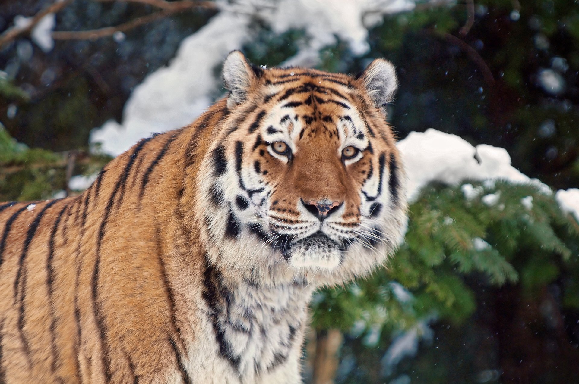 tiger snow winter