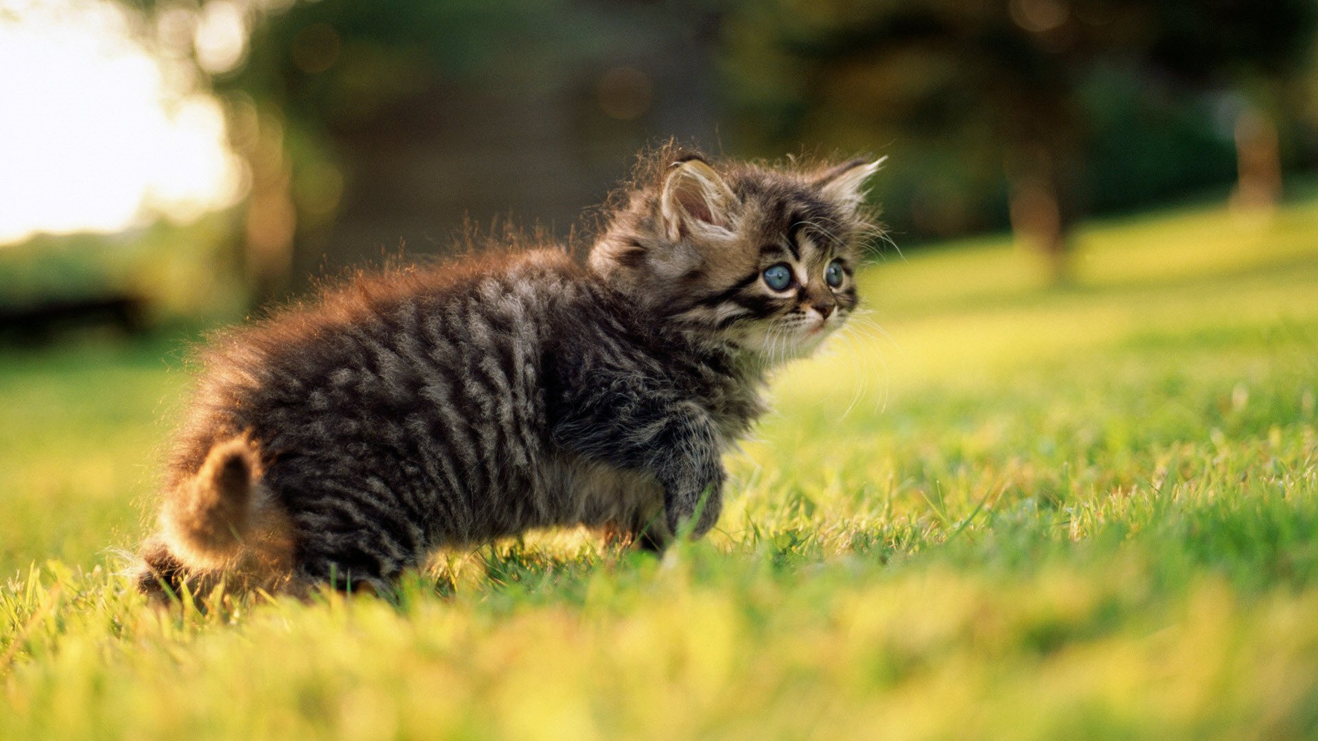 kätzchen grau augen blick gras grüns spaziergang frühling