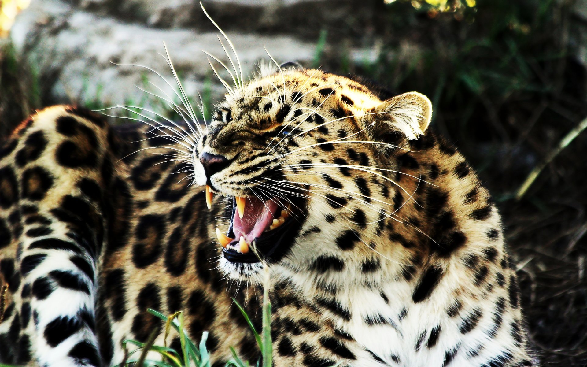 leopard liegt knurrt grinst zähne