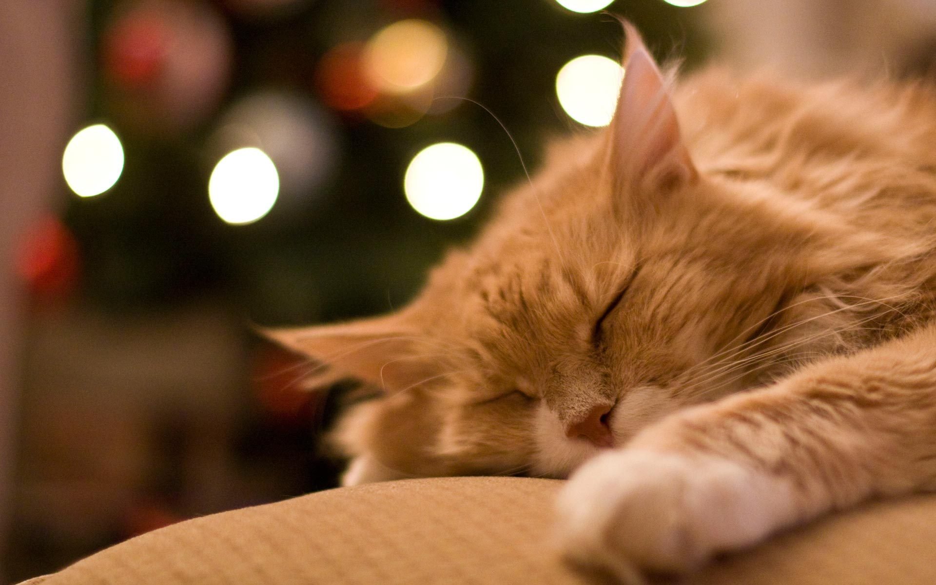 pelirroja gato mentira durmiendo sueño descanso mascota