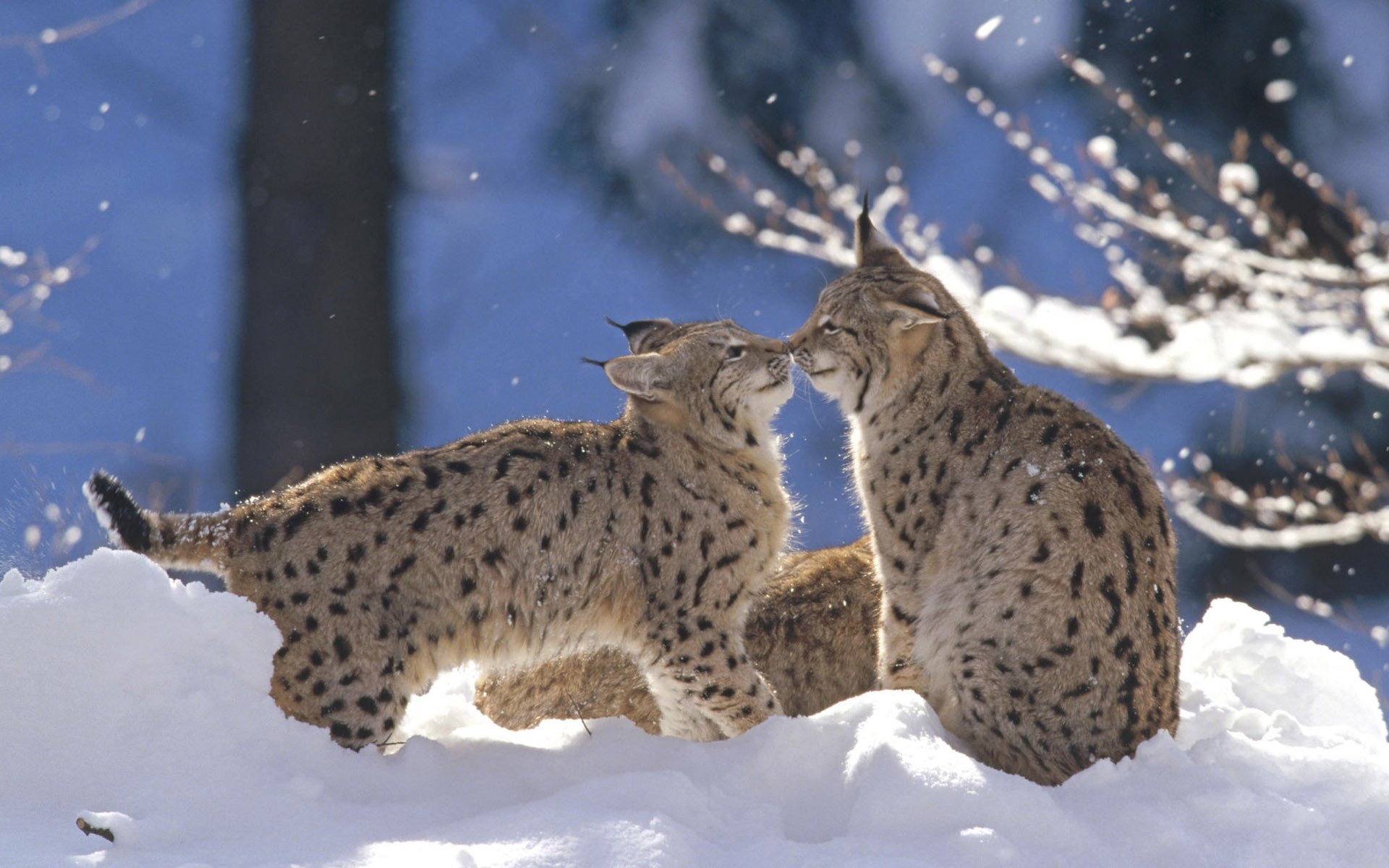 lince neve inverno gioco foresta