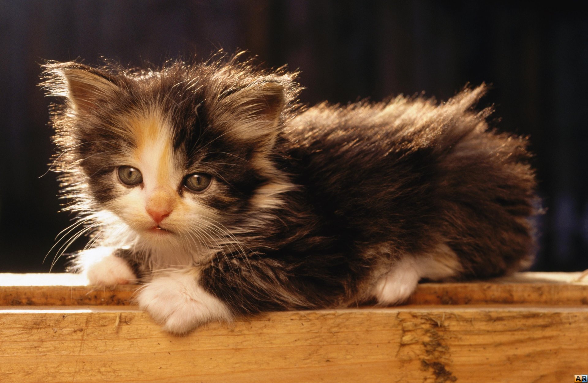 gattino piccolo si trova riposa