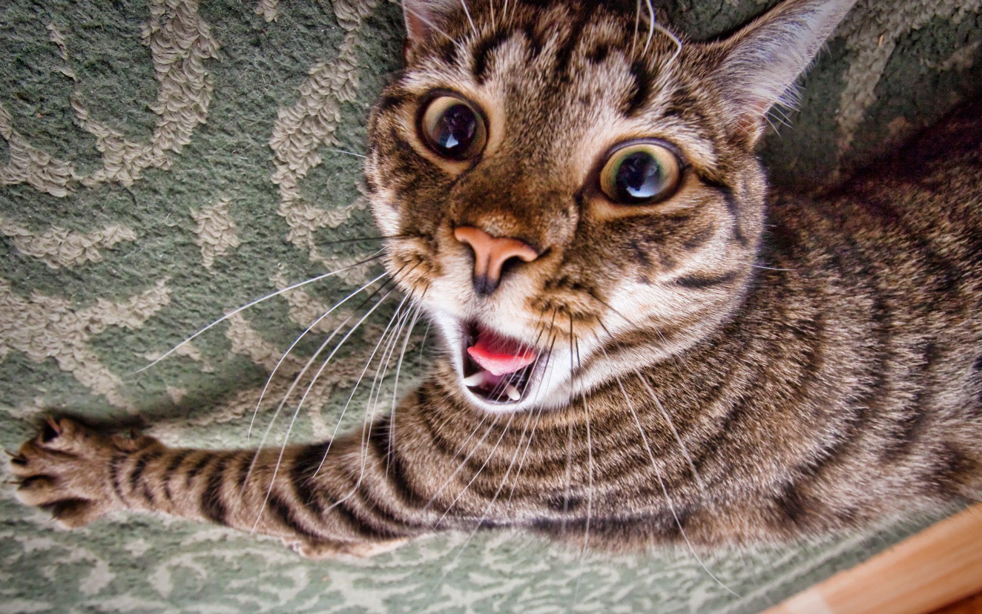 katze schnauze zunge angst