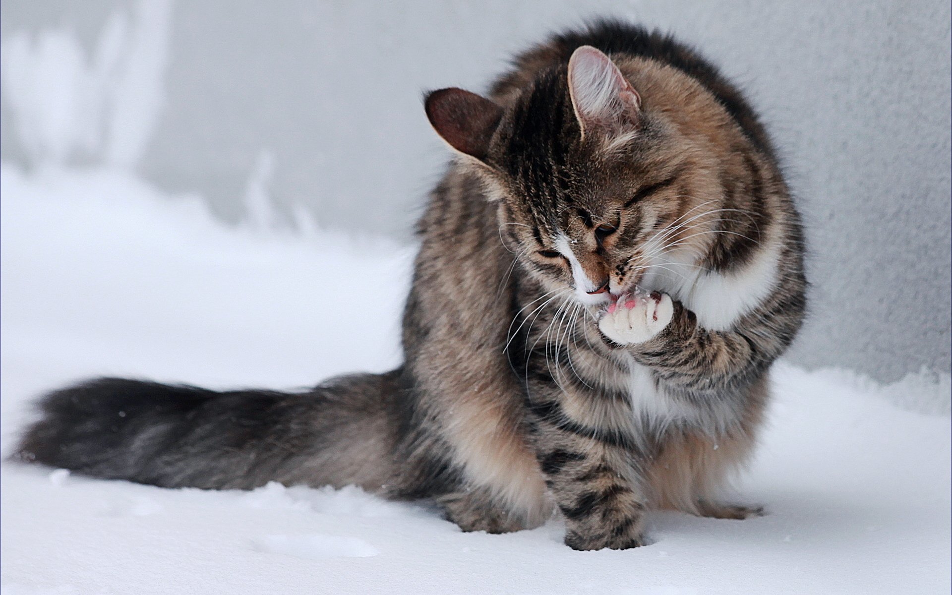 cat snow foot sitting licking