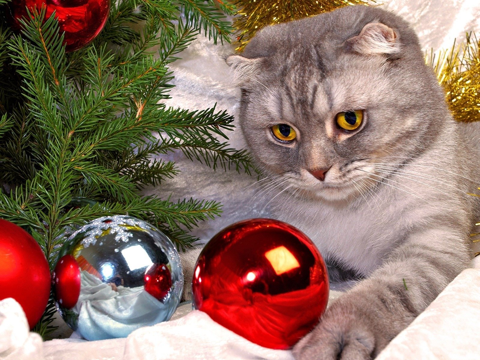 gato bolas árbol de navidad