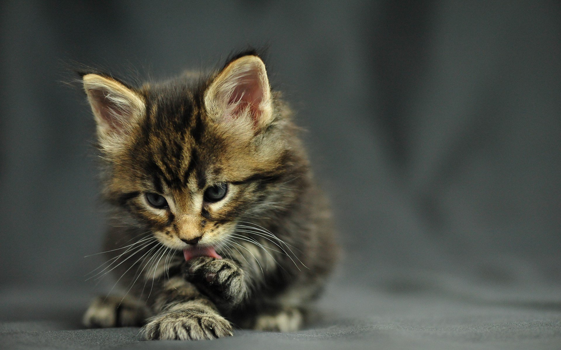 chat chaton maine coon