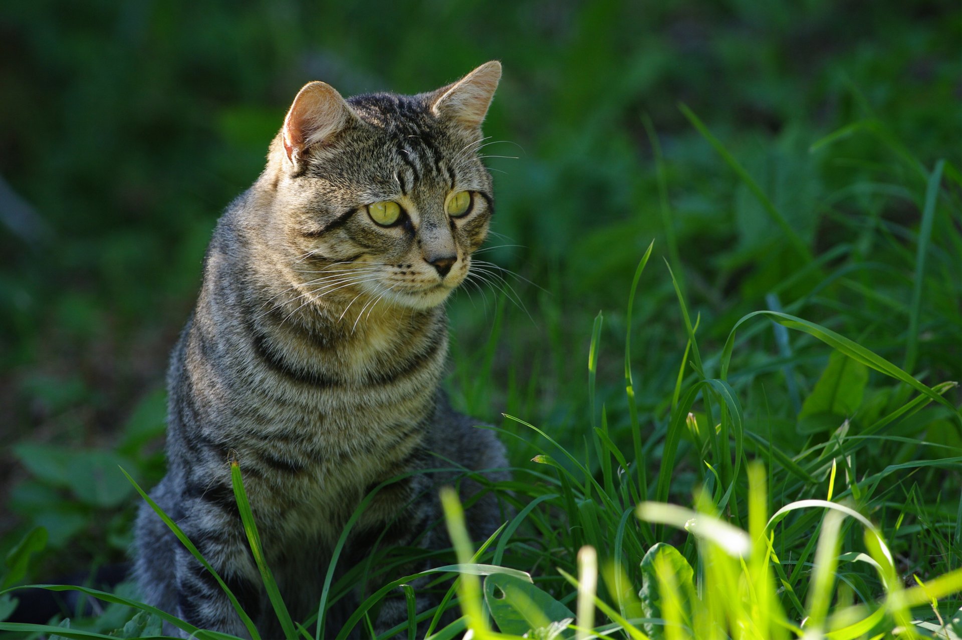 kote augen gras