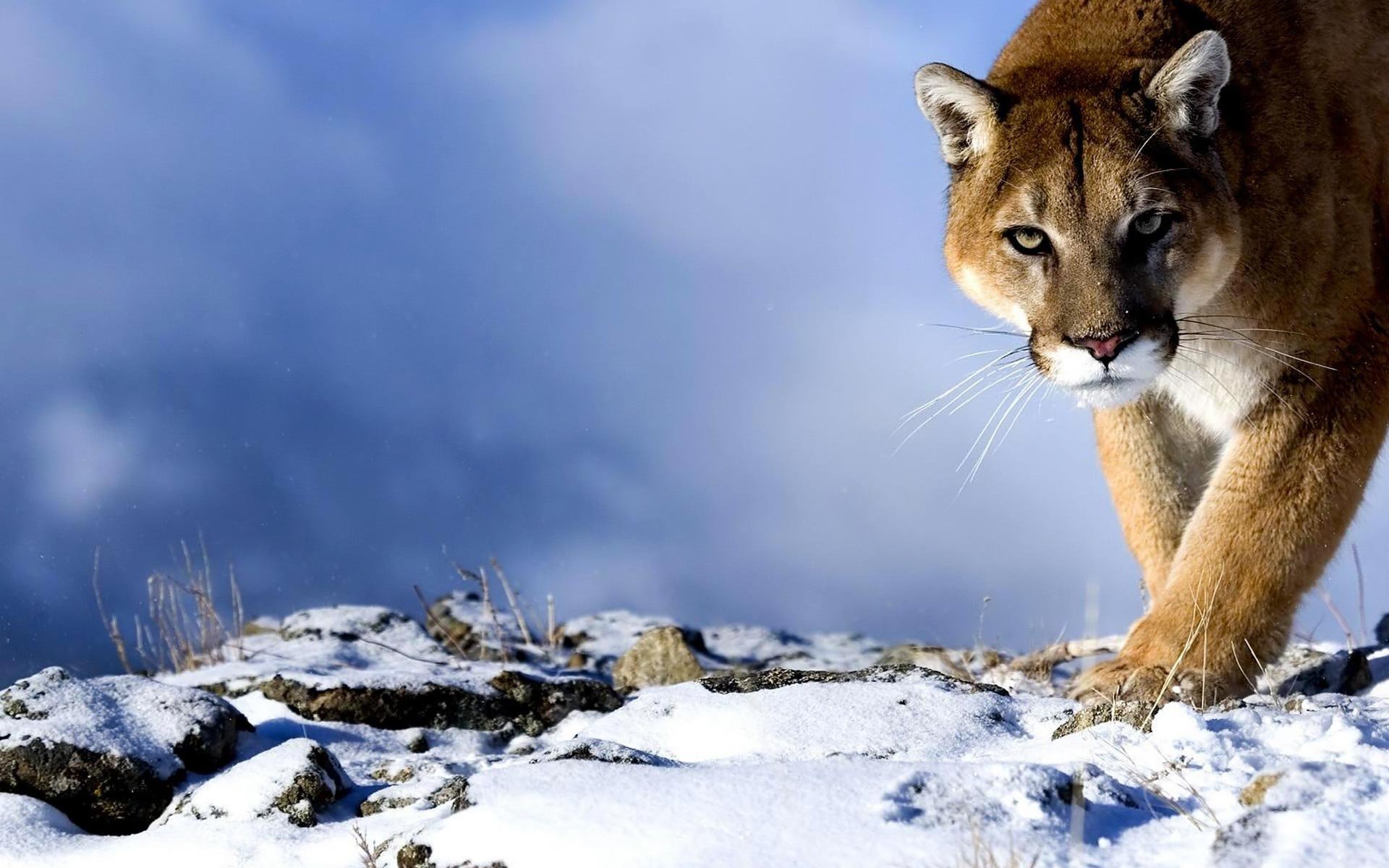 puma raubtier blick schnee