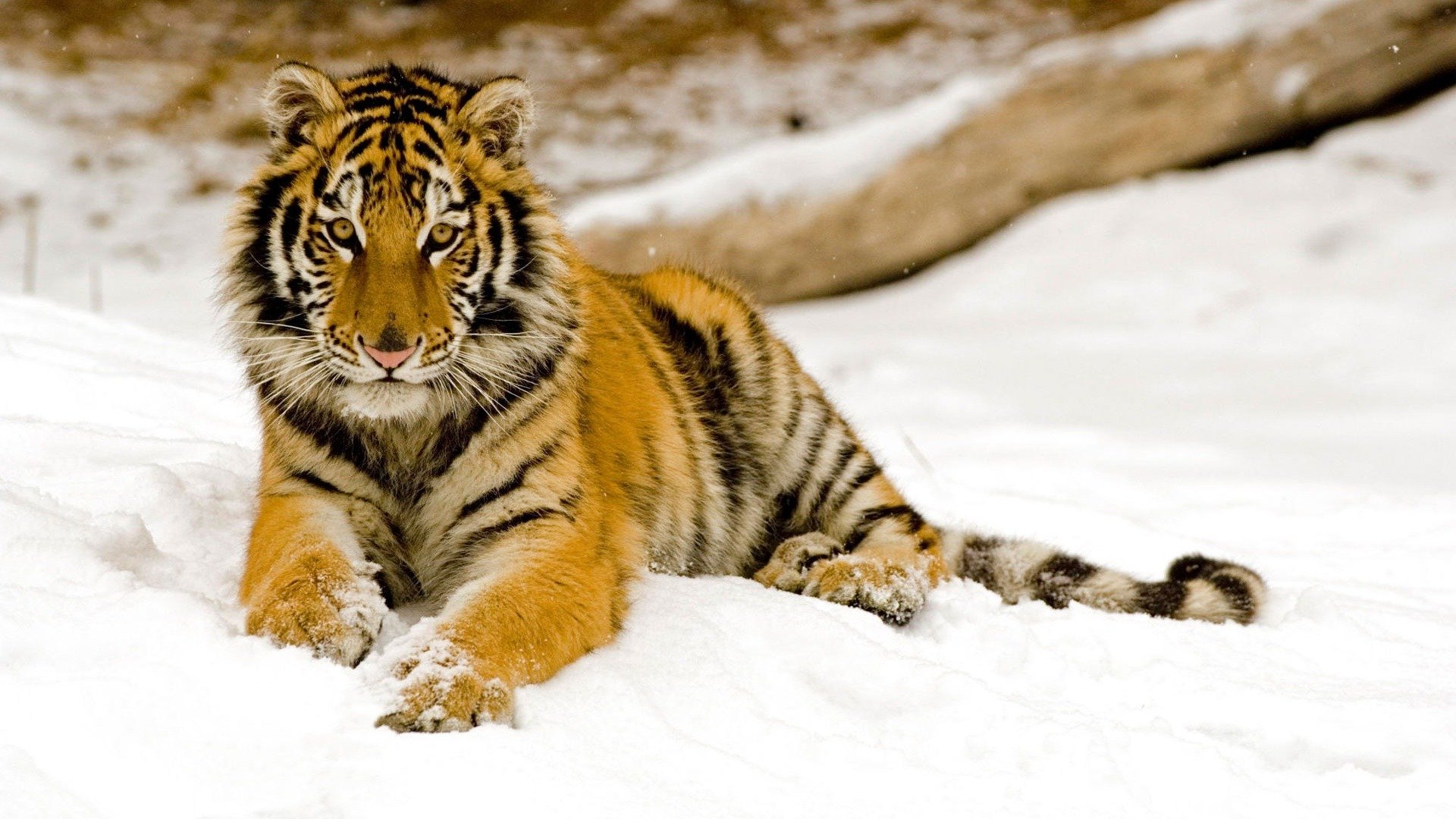 tigre invierno nieve