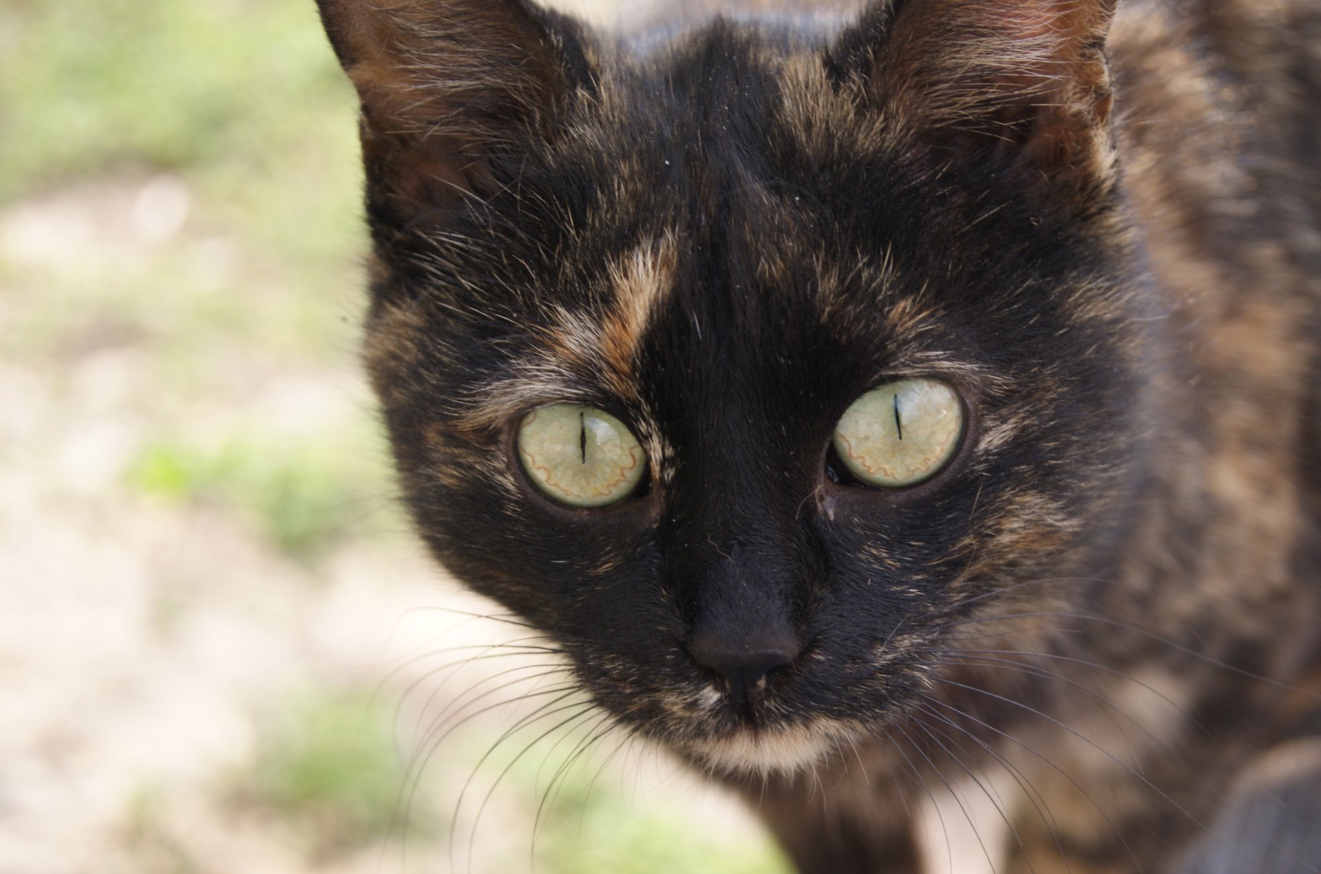 cat cat mustache paws eyes color nose