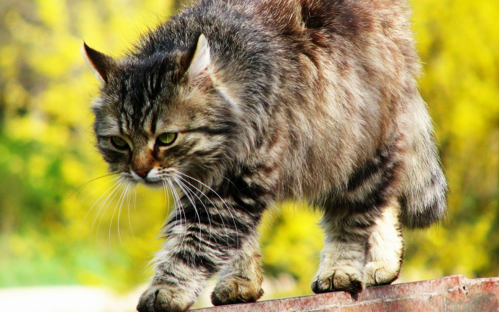 chat rayé se faufile regard