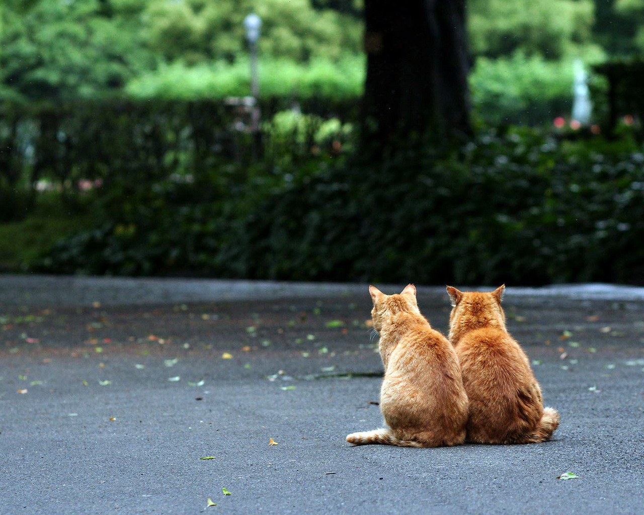 ginger asphalt blätter bäume