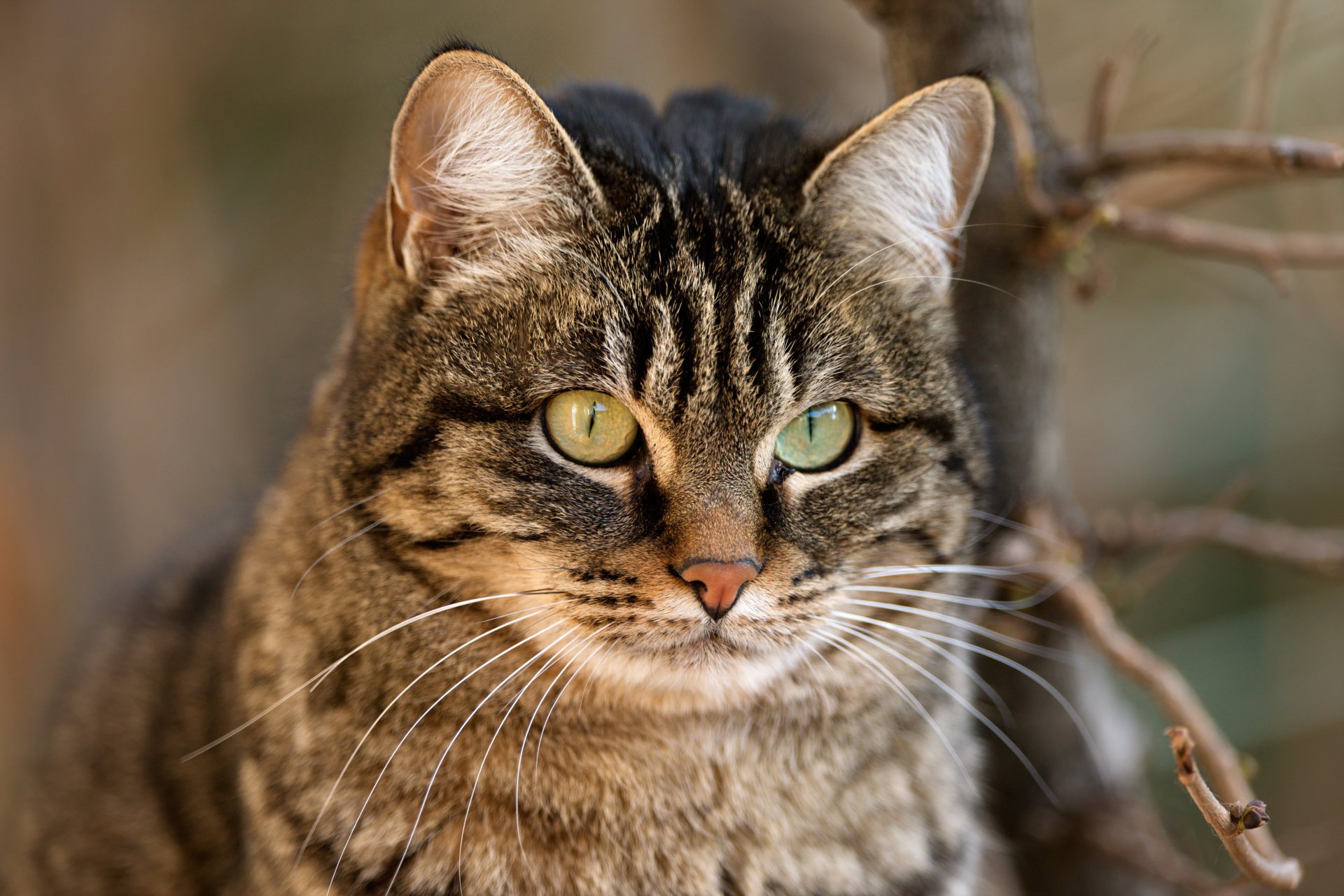 katze katze kote nase schnurrbart zweig schnauze hawt hintergrundbilder