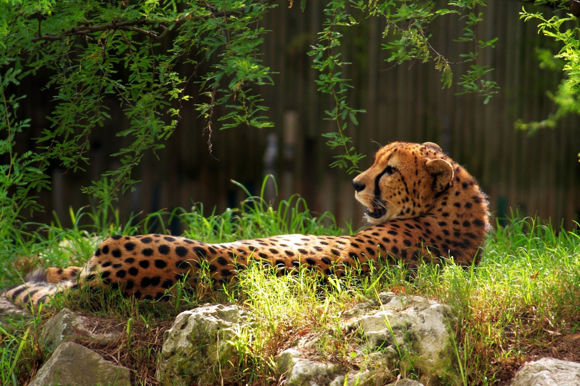 natura gepard leży trawa kamienie zieleń gałęzie