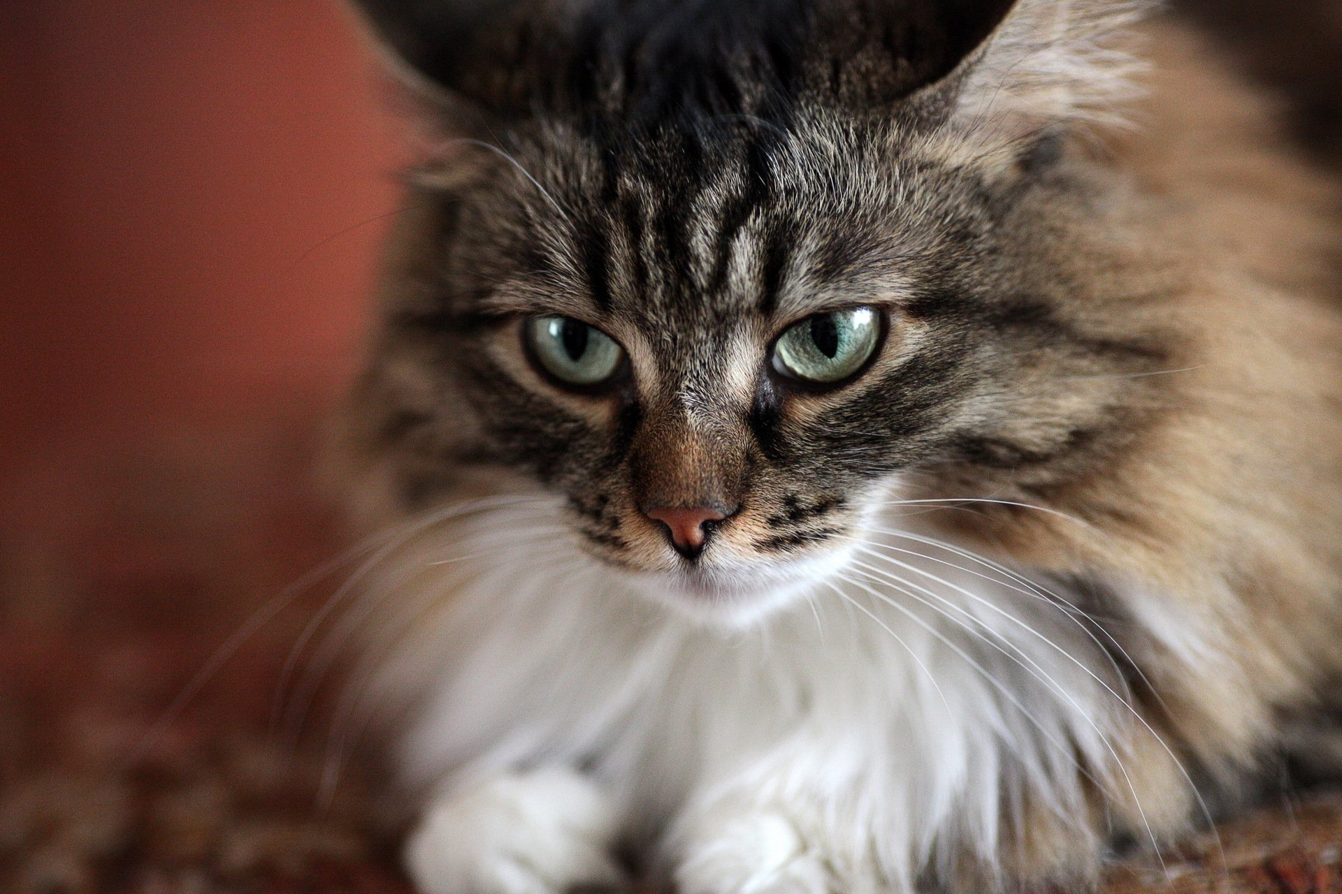 gato musa ojos