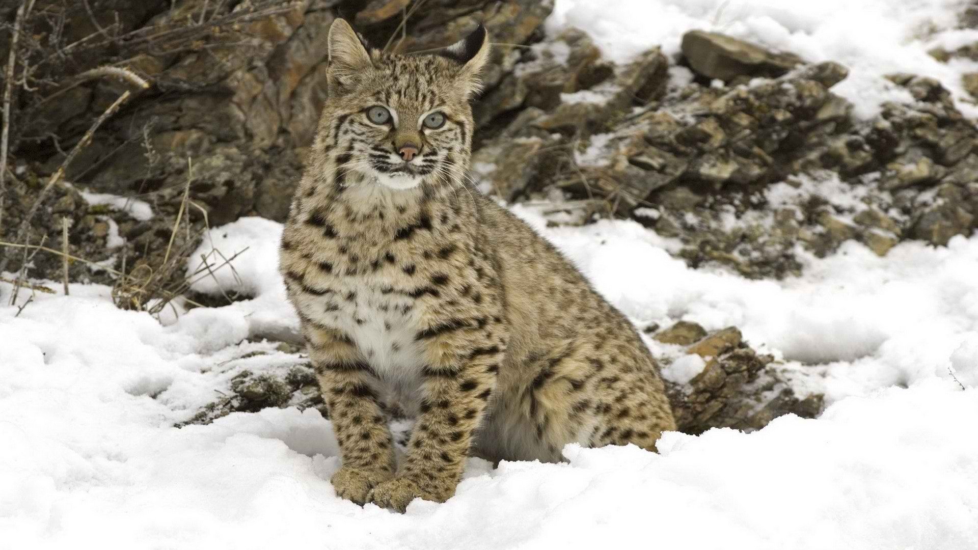 ryś duży kot zima śnieg