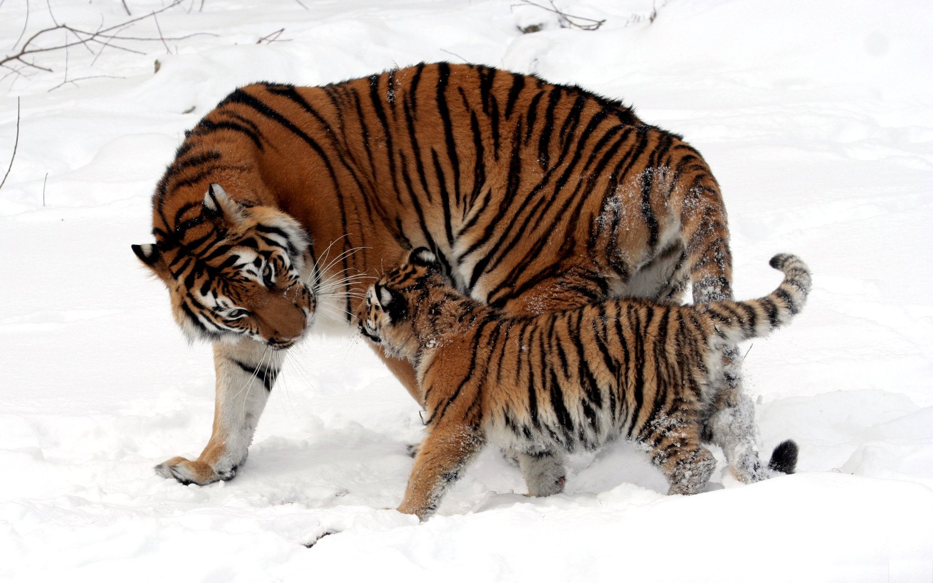 selvaggio gatti tigri cucciolo tigre bambino mamma neve inverno passeggiata lana pelliccia colore strisce