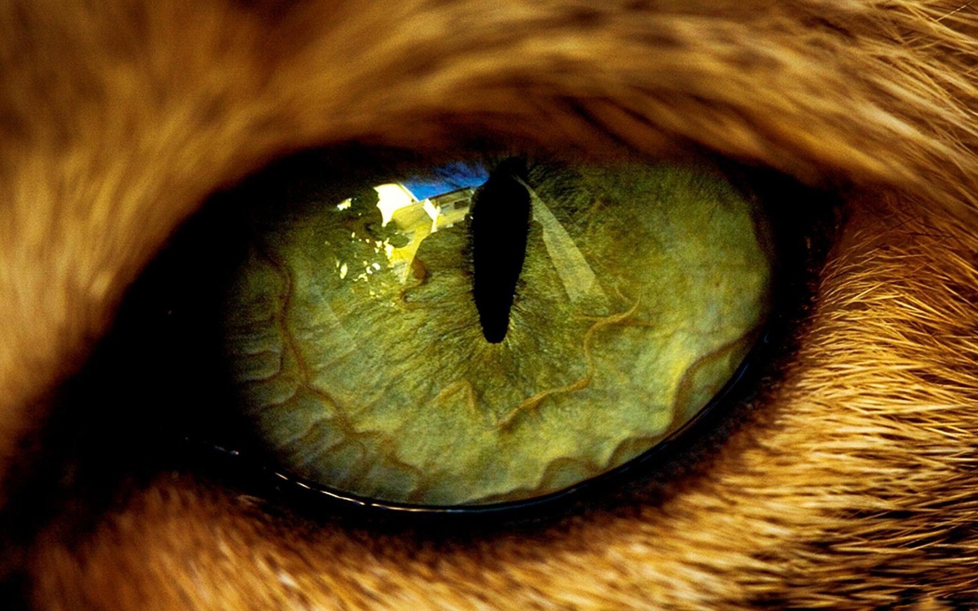 auge katze tier tier wolle pupille reflexion