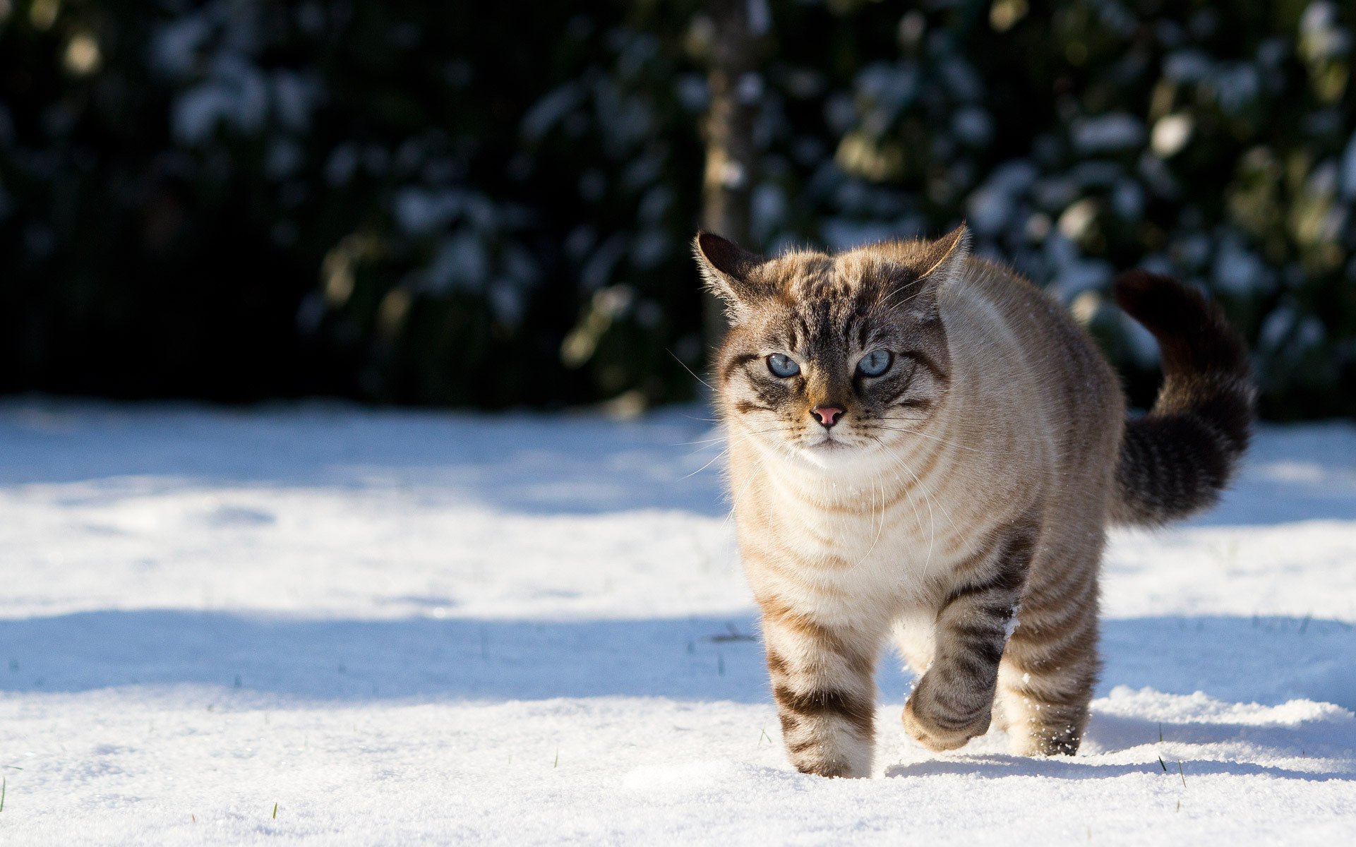 gato gato nieve invierno sombra naturaleza