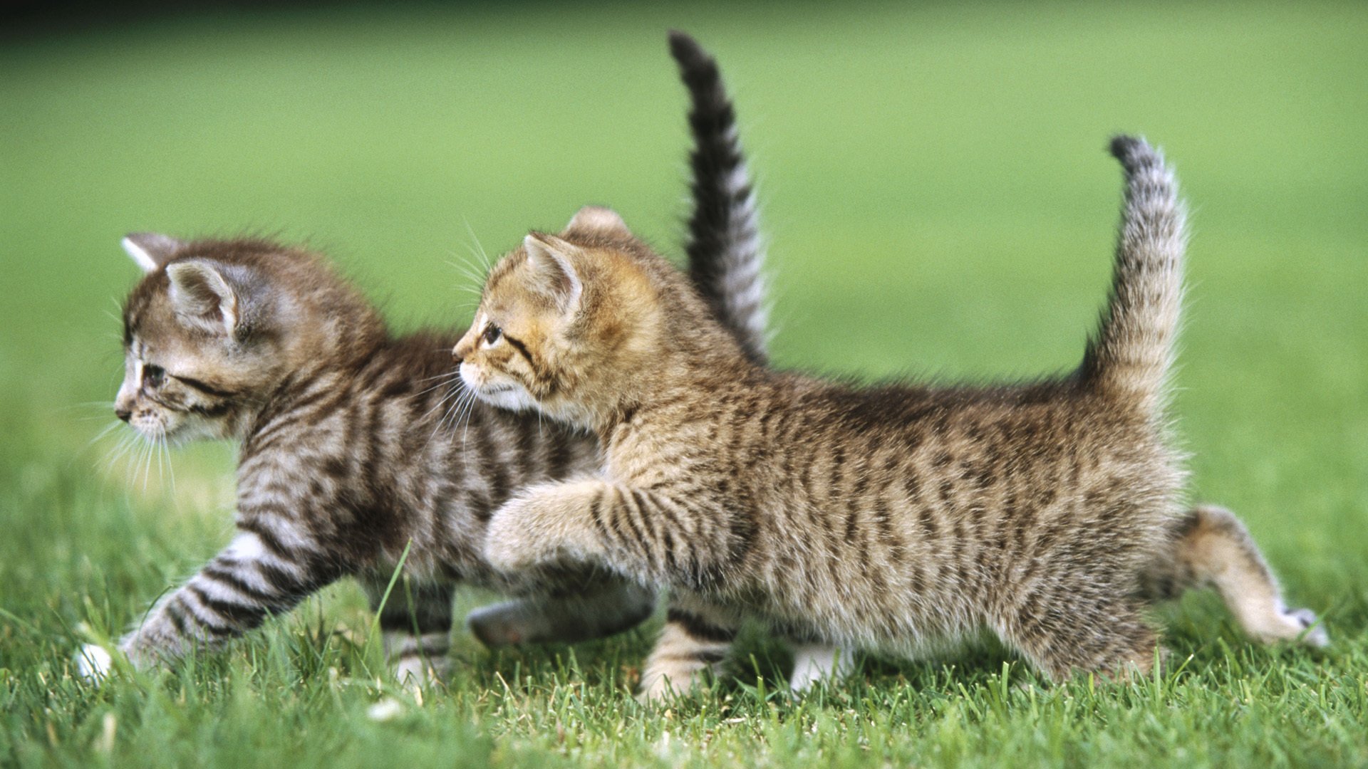 animaux chat herbe deux chatons