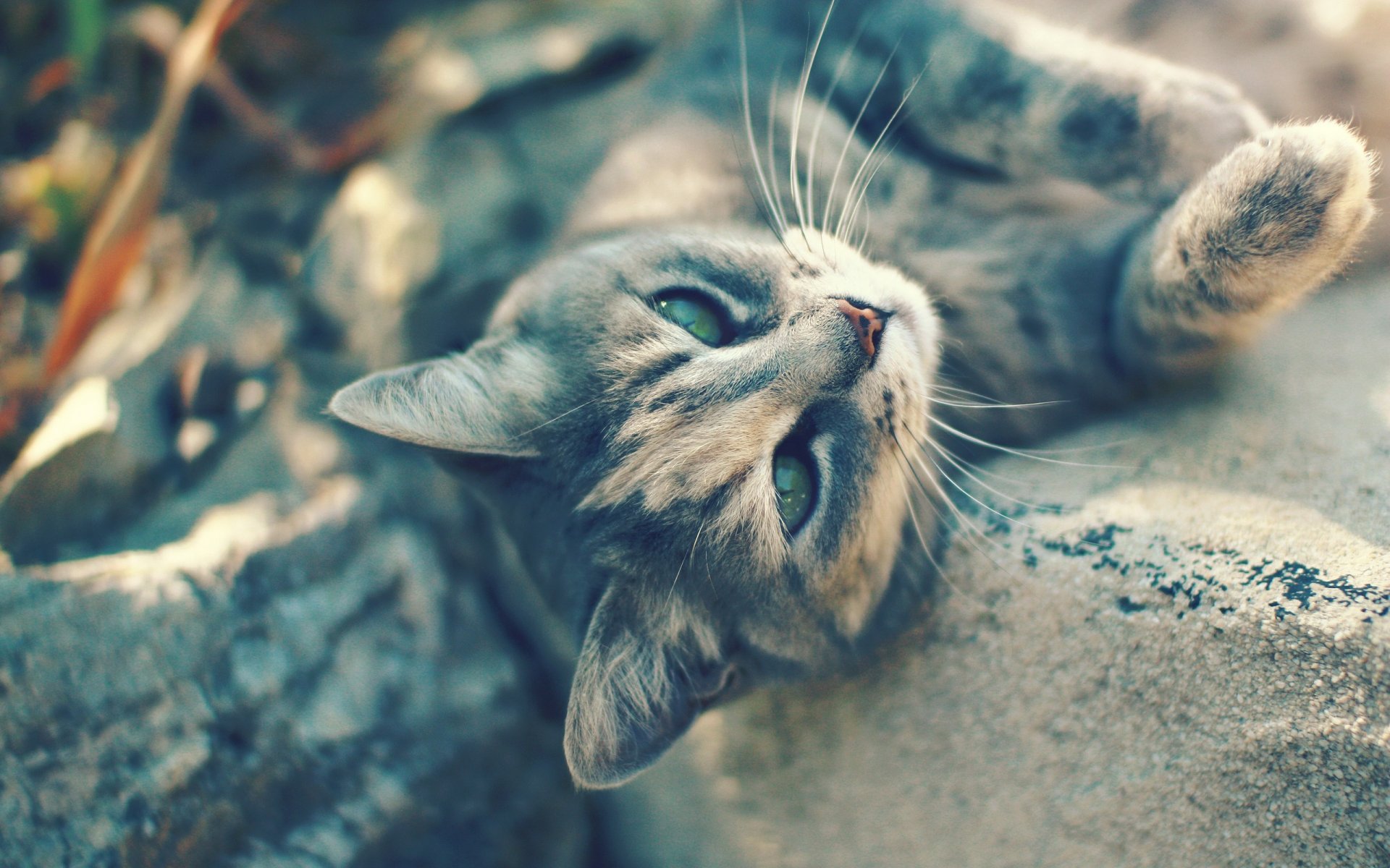 chat gris chat se trouve moustache vert yeux regard lumière