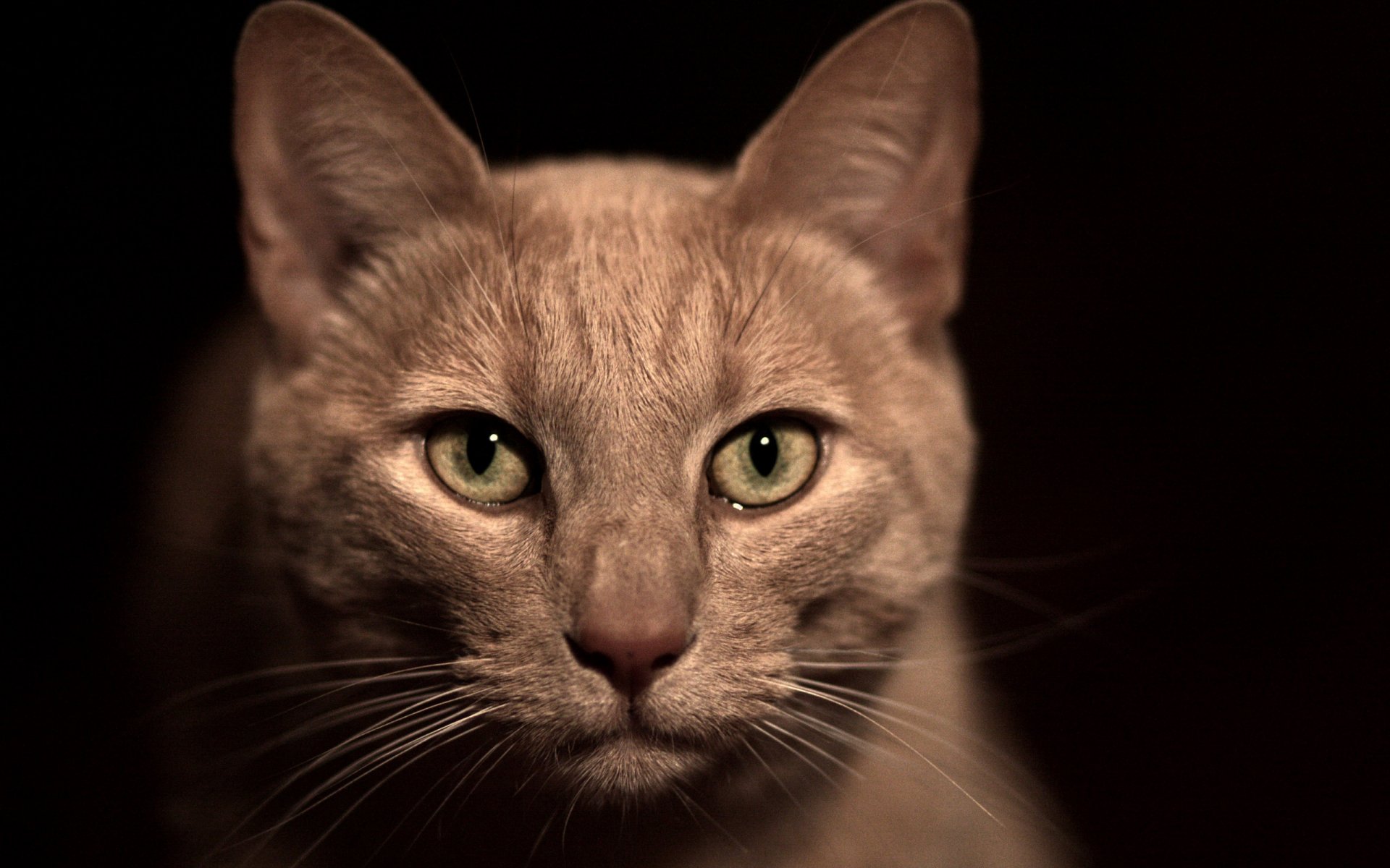 beige chat gros plan museau yeux verts moustache nez fond noir