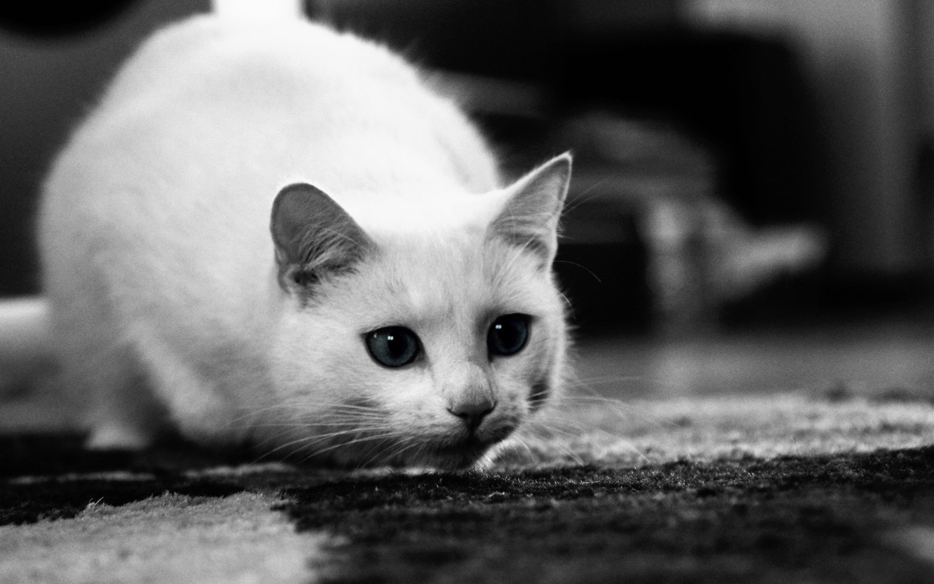 cat kitten curiosity snout ears eye