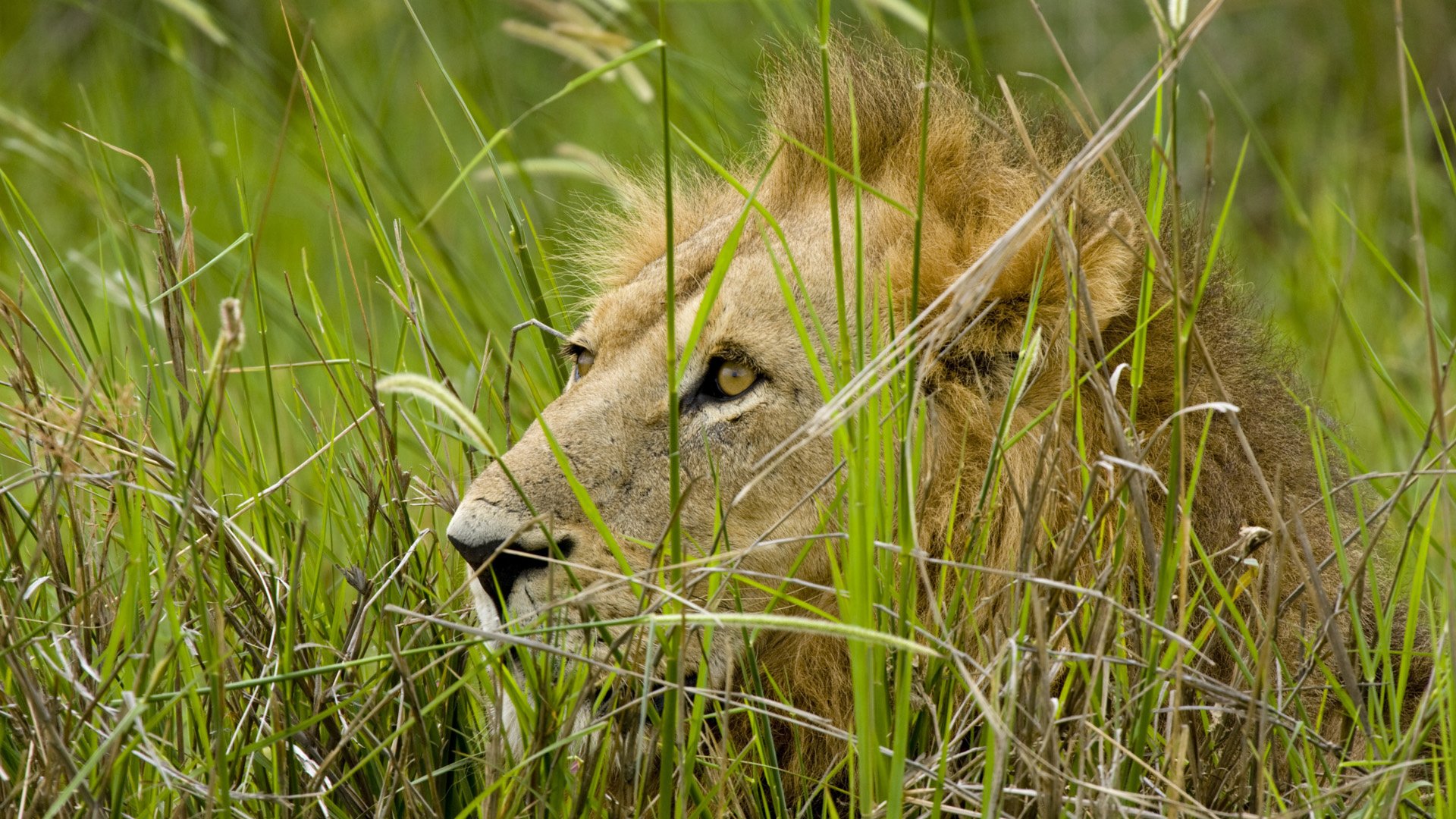 lion herbe prédateur regard