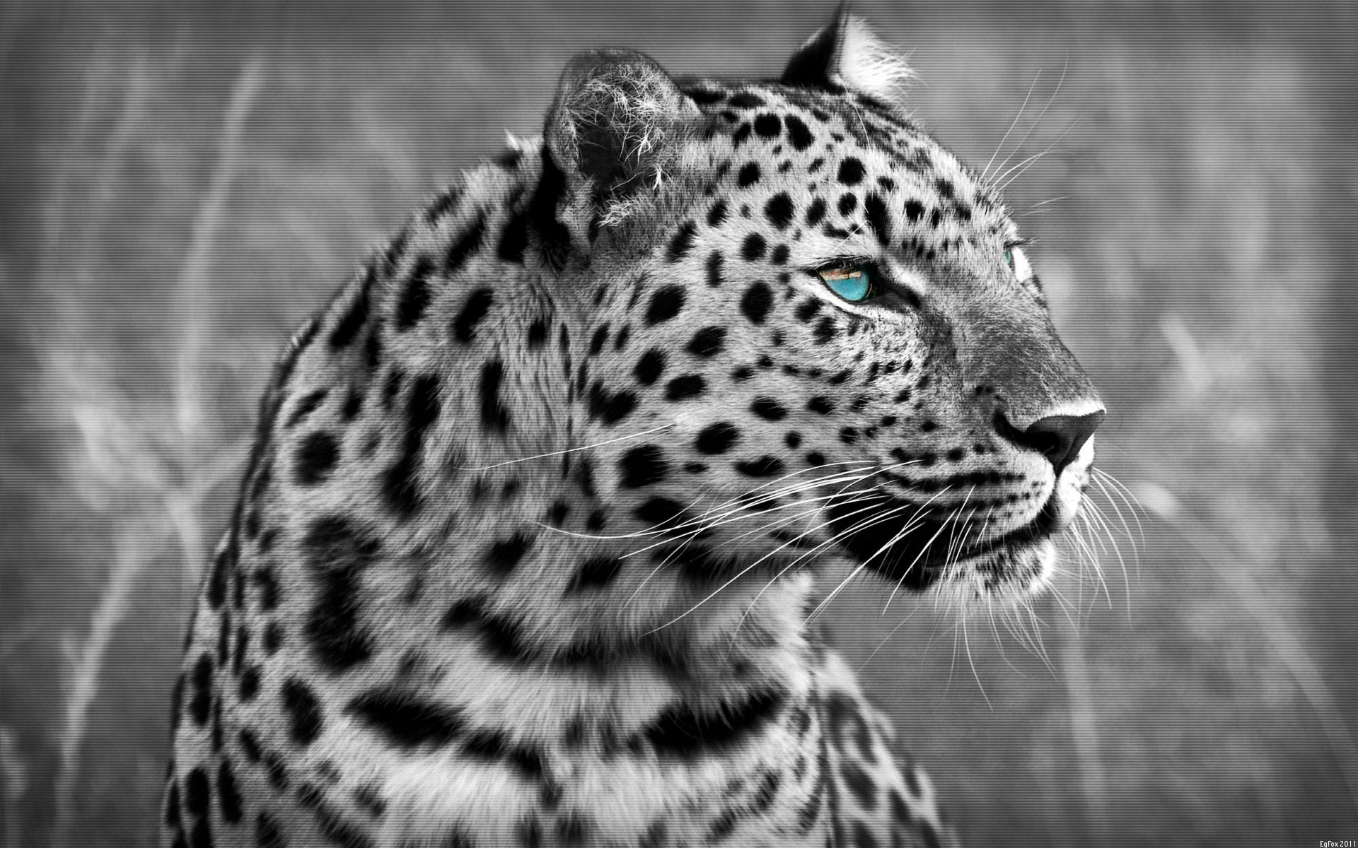 leopardo gatto predatore gatto 1920x1200