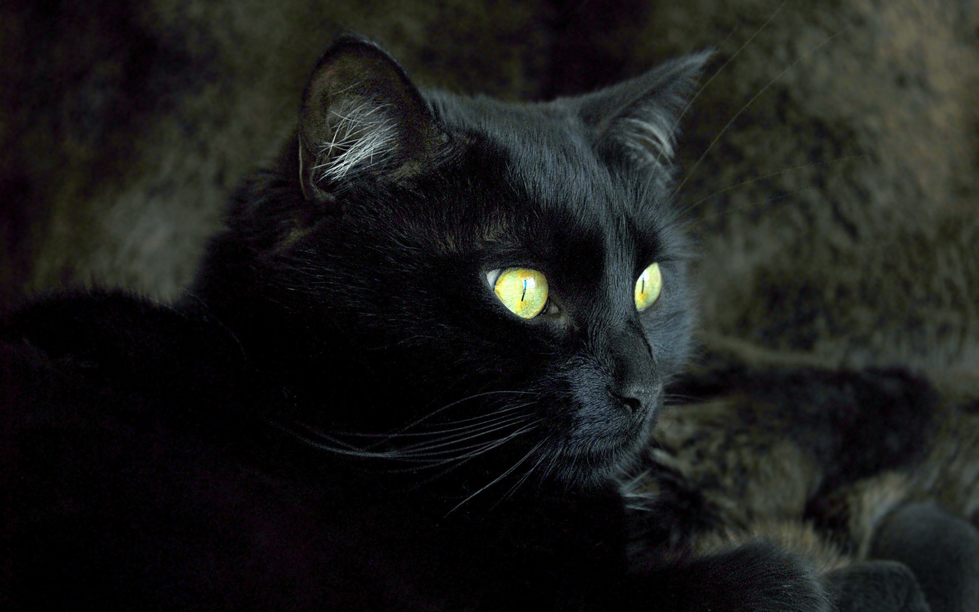 gatto nero animali