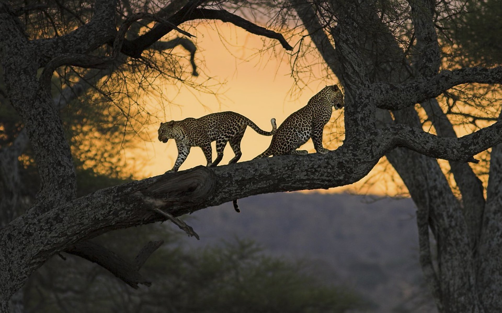 tree branches trunk leopards the pair