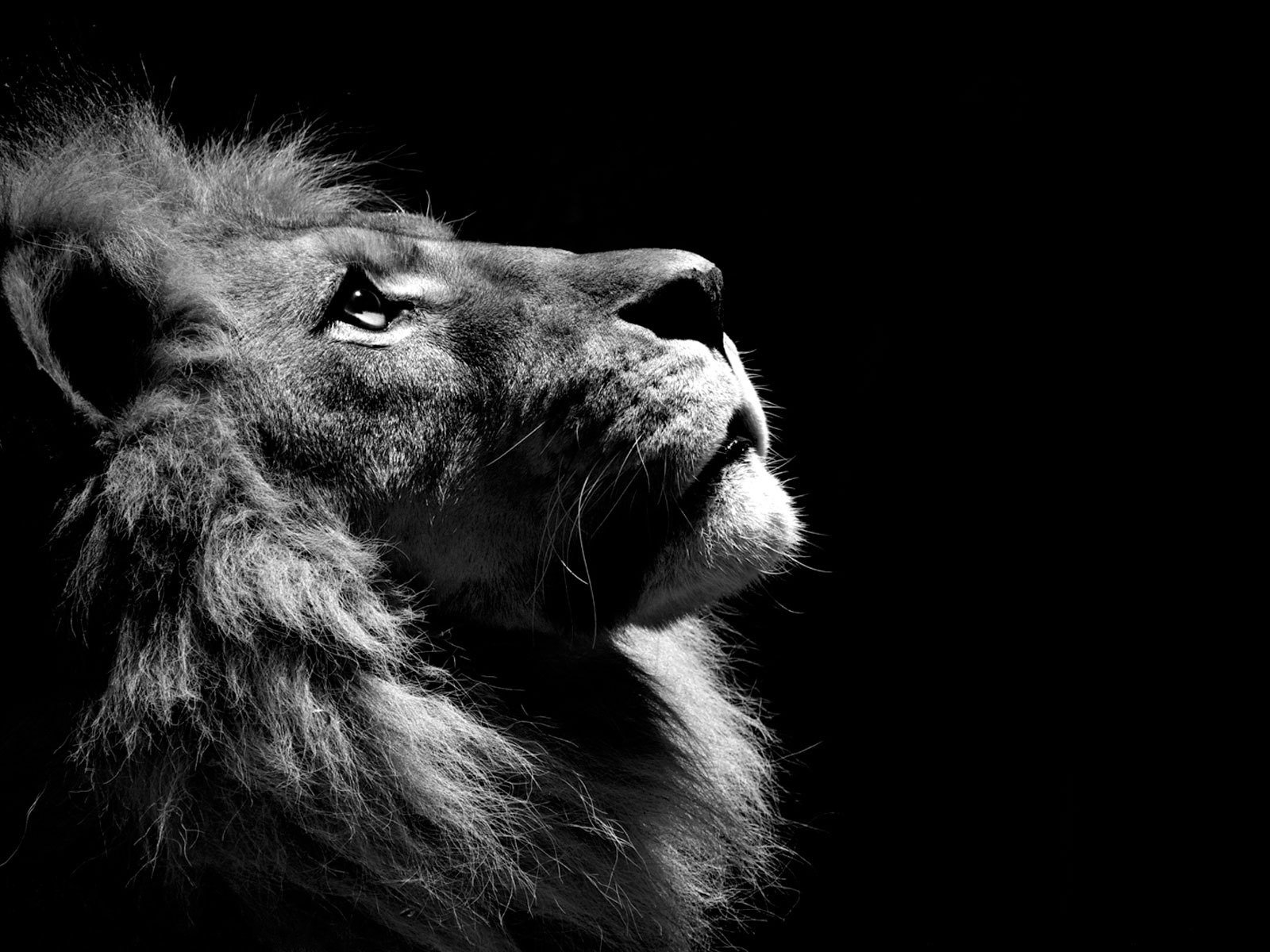 lion noir et blanc