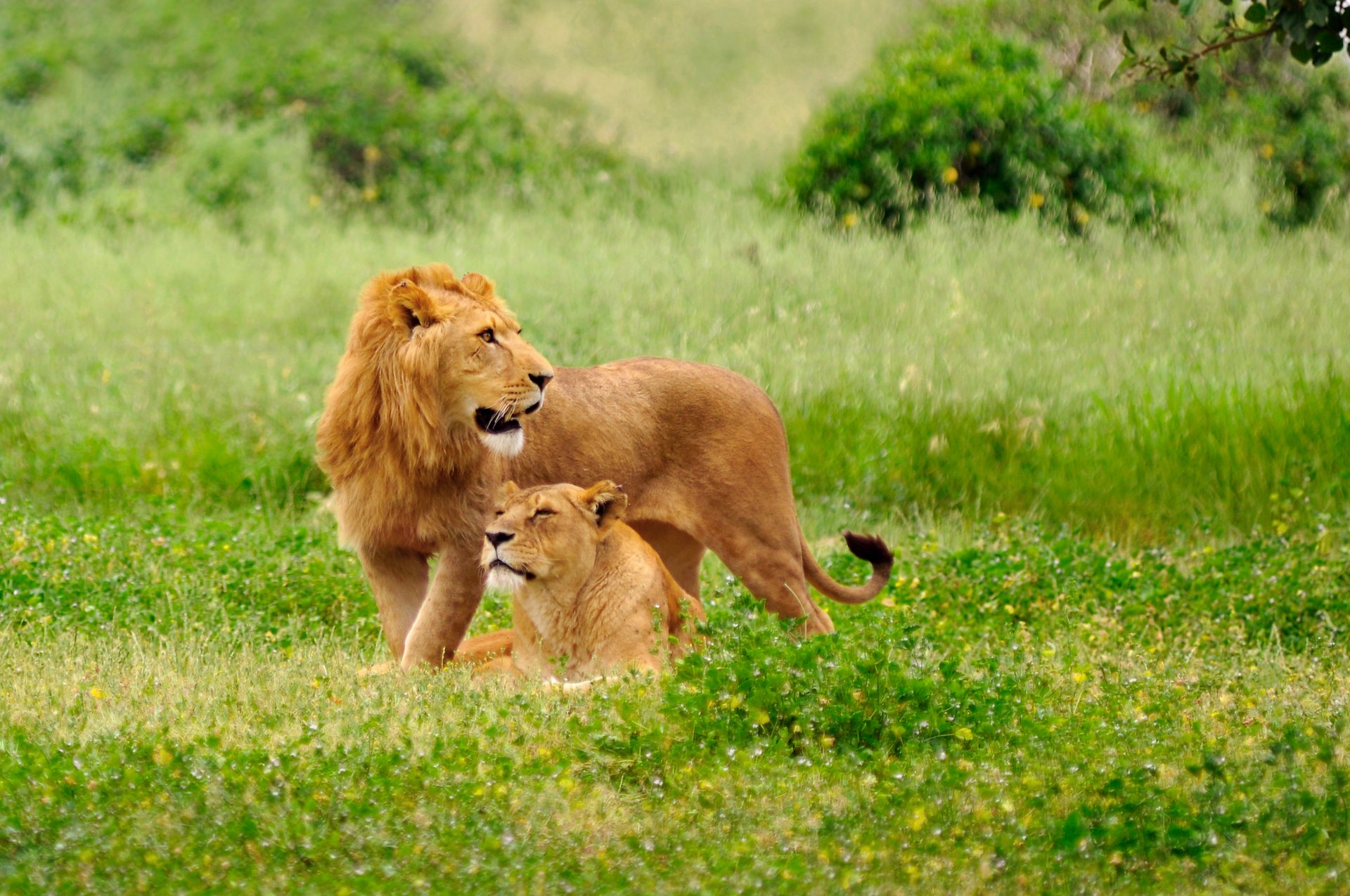 lion lionne chats prédateurs clairière herbe nature