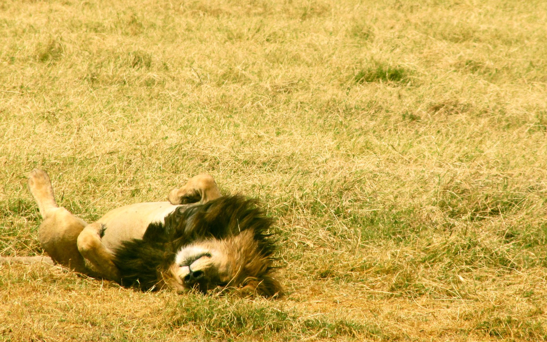 champ herbe tev couché repos crinière pattes roi bêtes