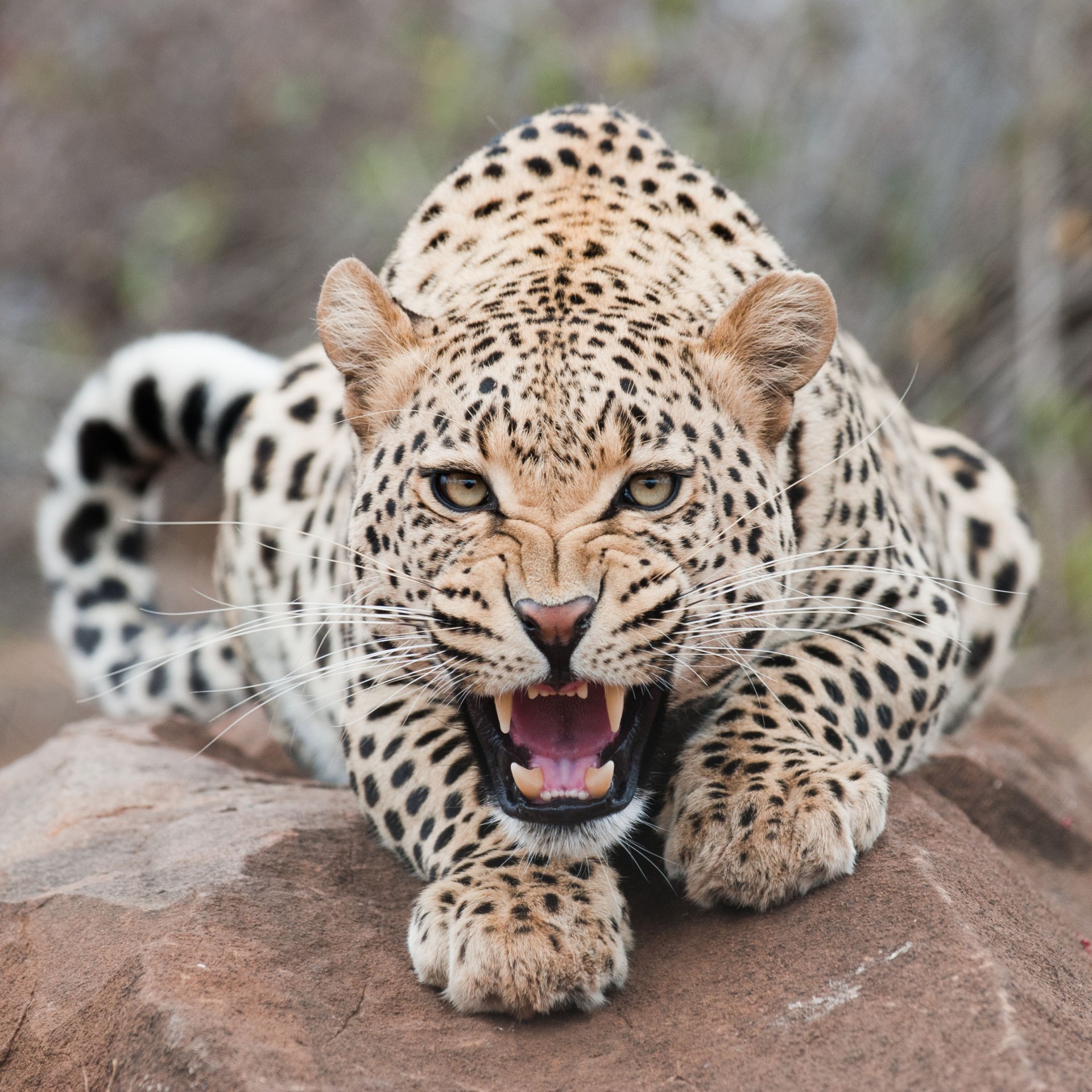 leopard fall teeth face