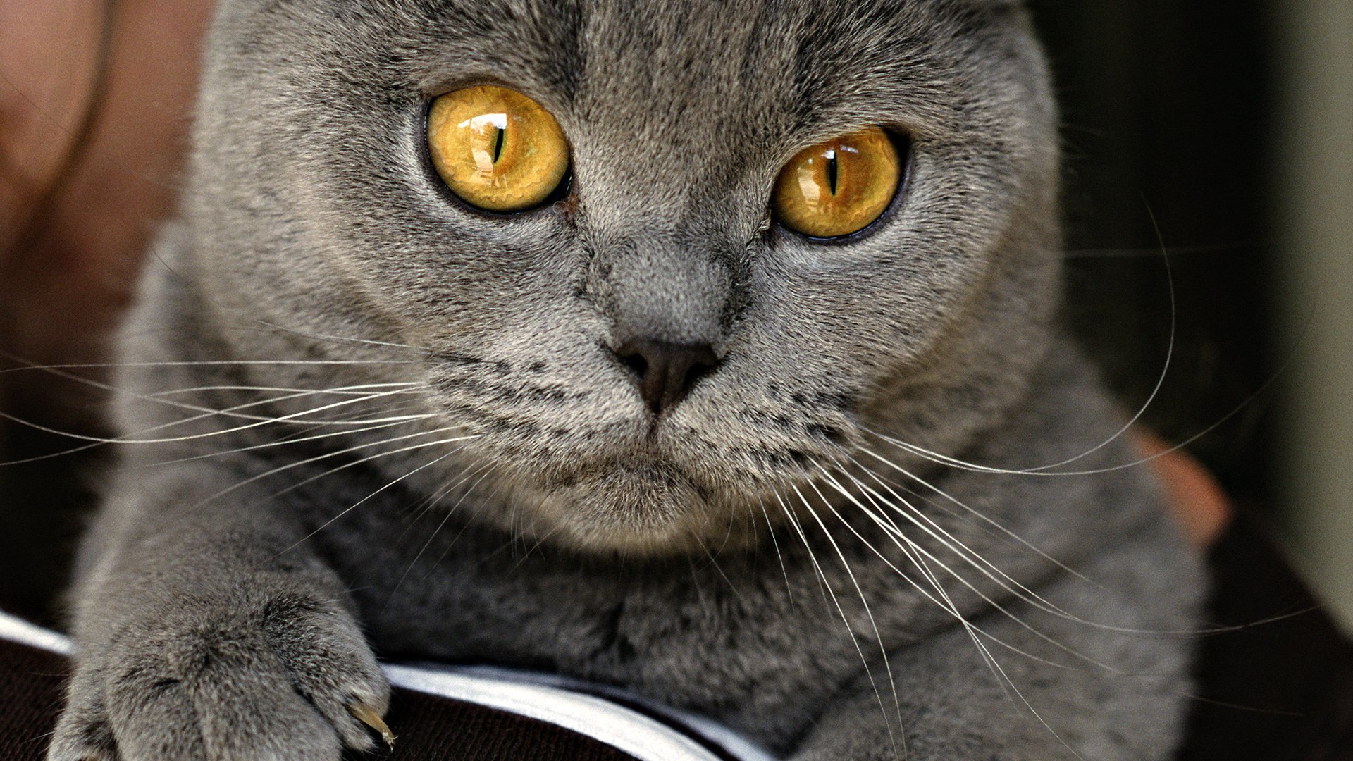 katze selbst gemacht auf der couch grau augen brite