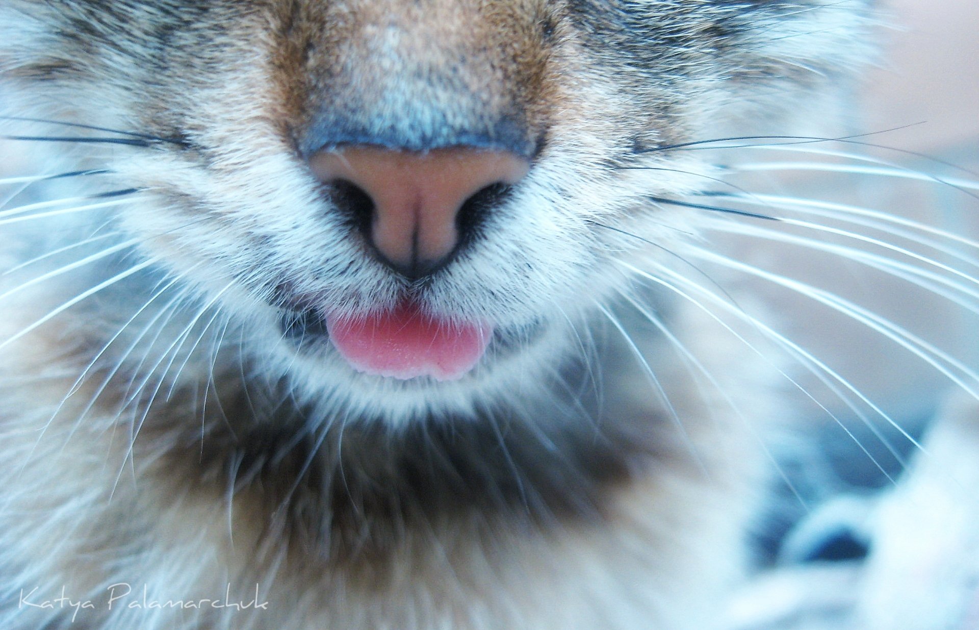 chats animaux partie du corps langue gros plan