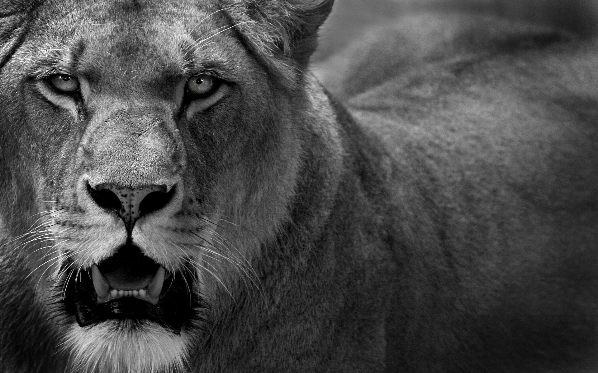 leo lioness cat predator lion 1920x1200