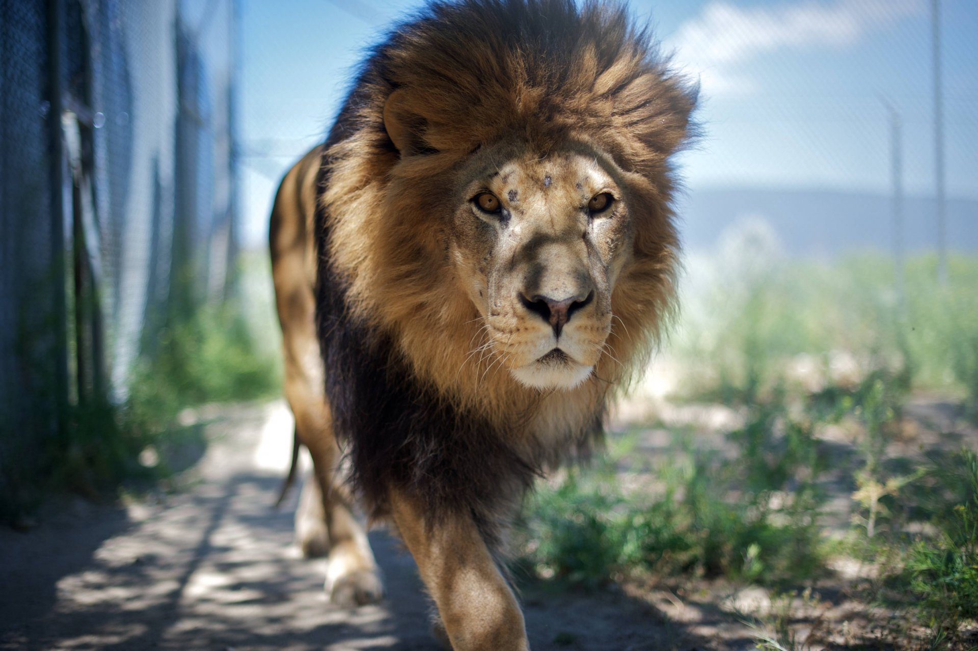 löwe tier tier könig schaut zu