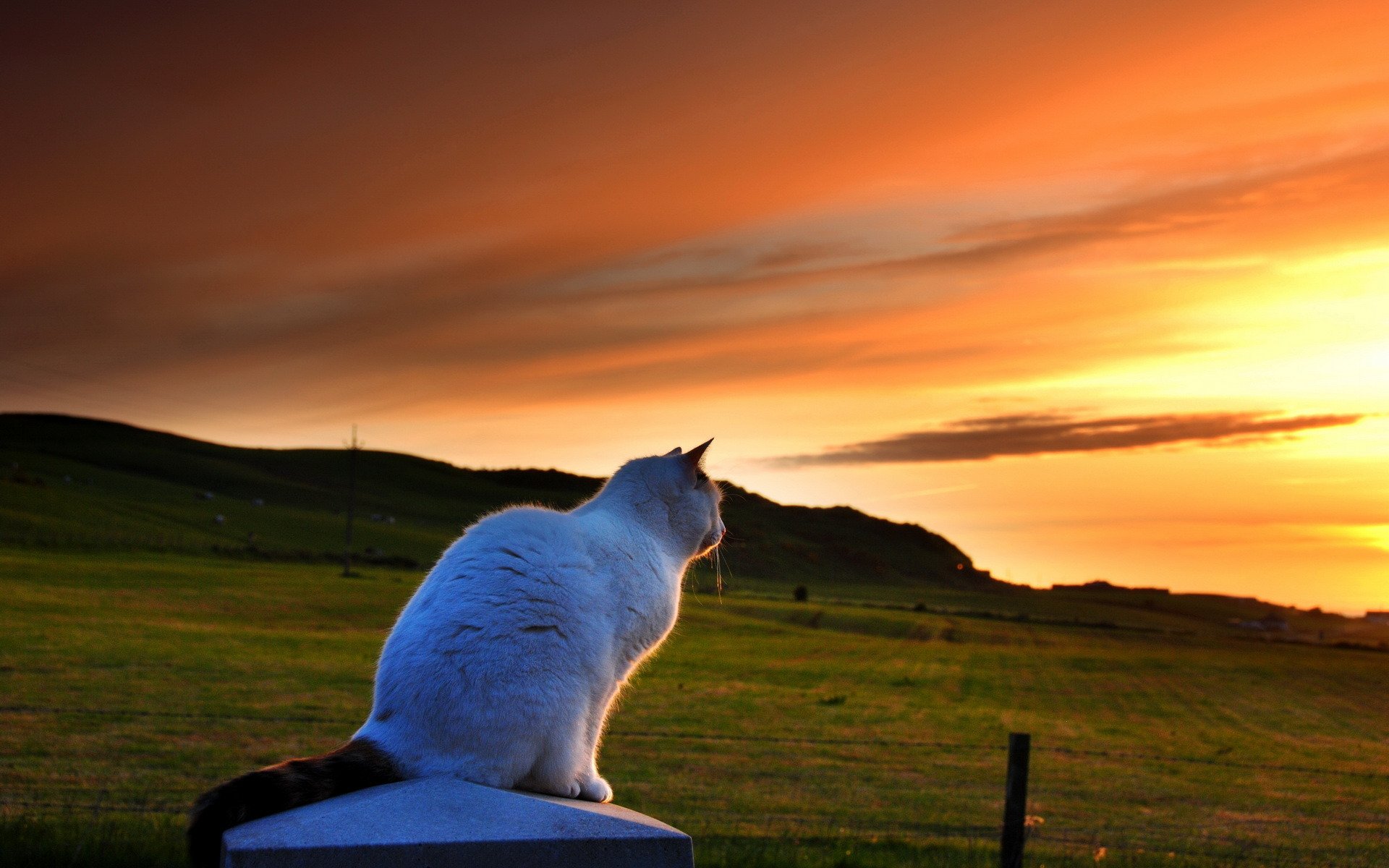 cat sunset night nature