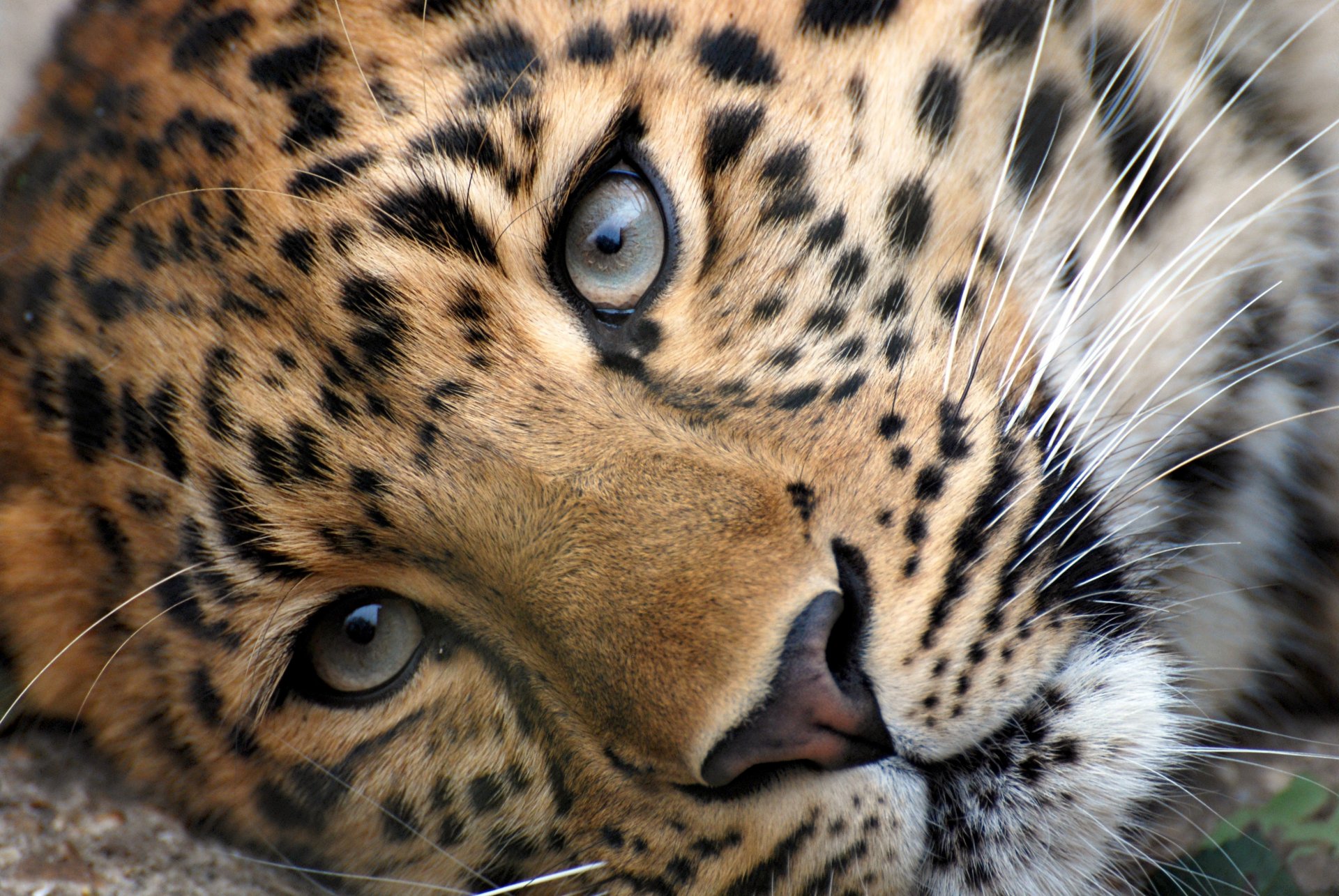 leopardo muso testa occhi