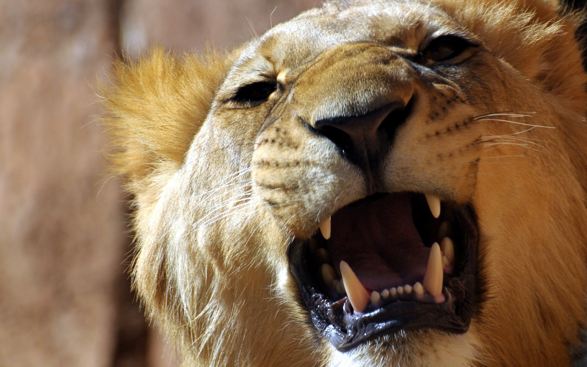 león rugido dientes fauces