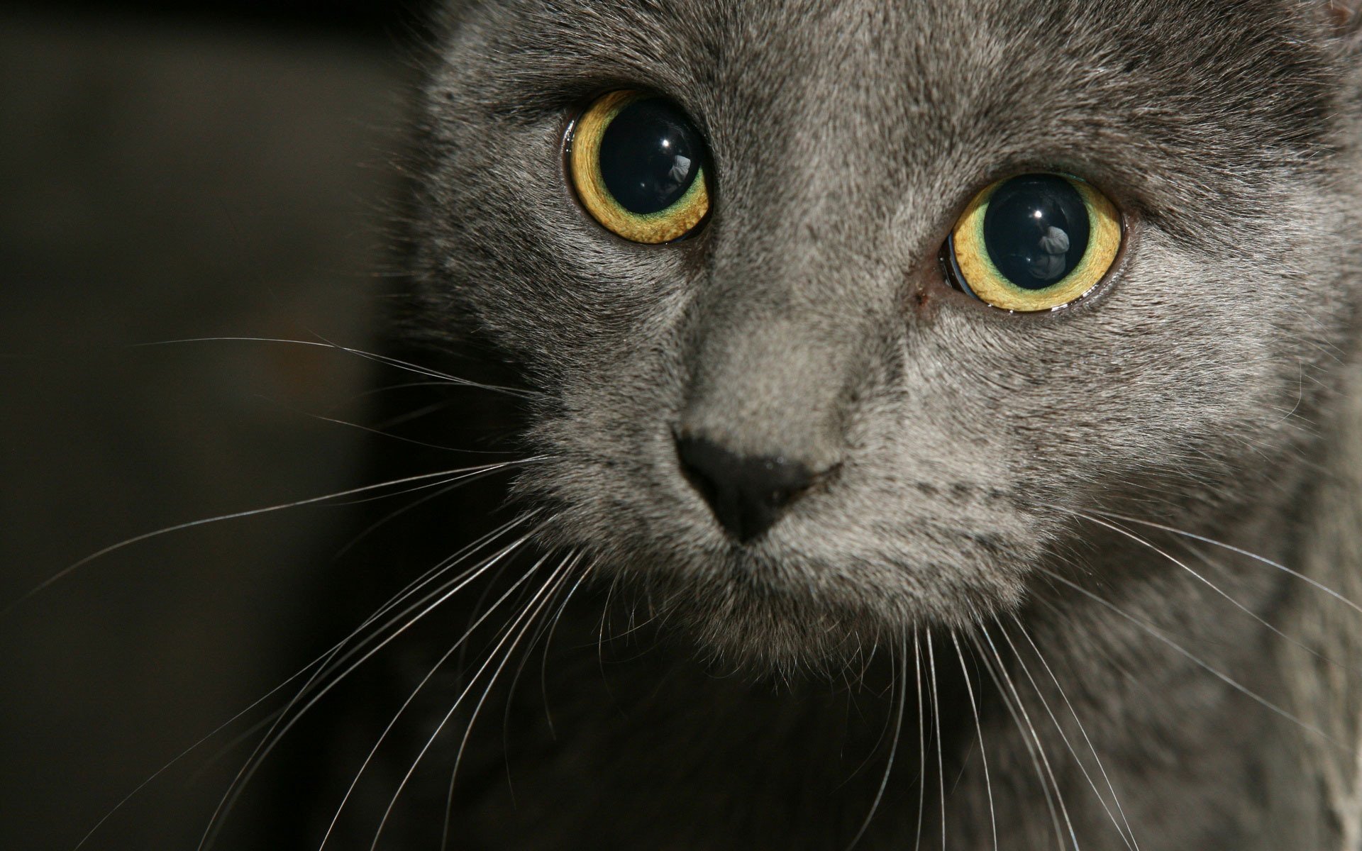 chats chat museau moustache regard joli