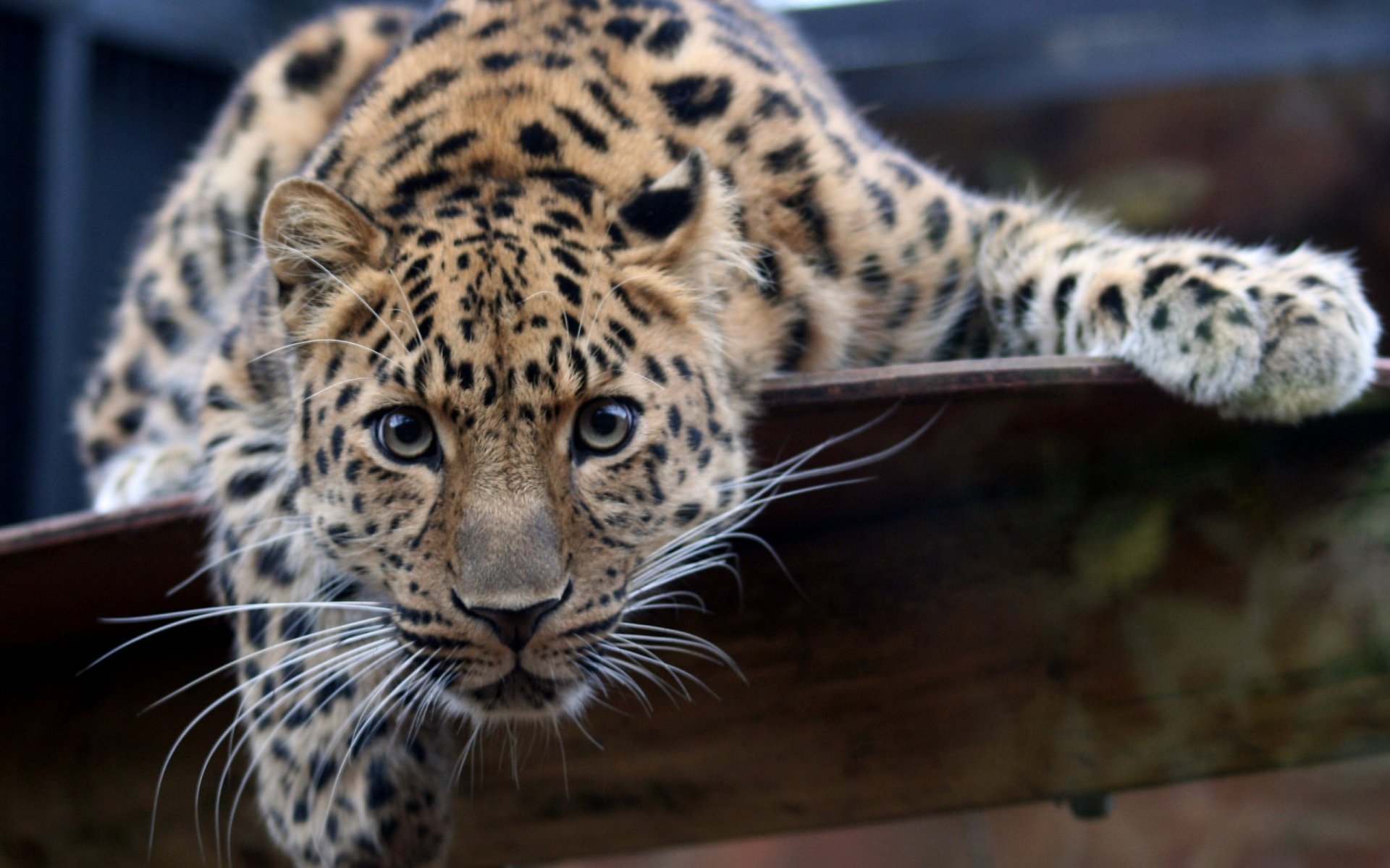 leopard close view