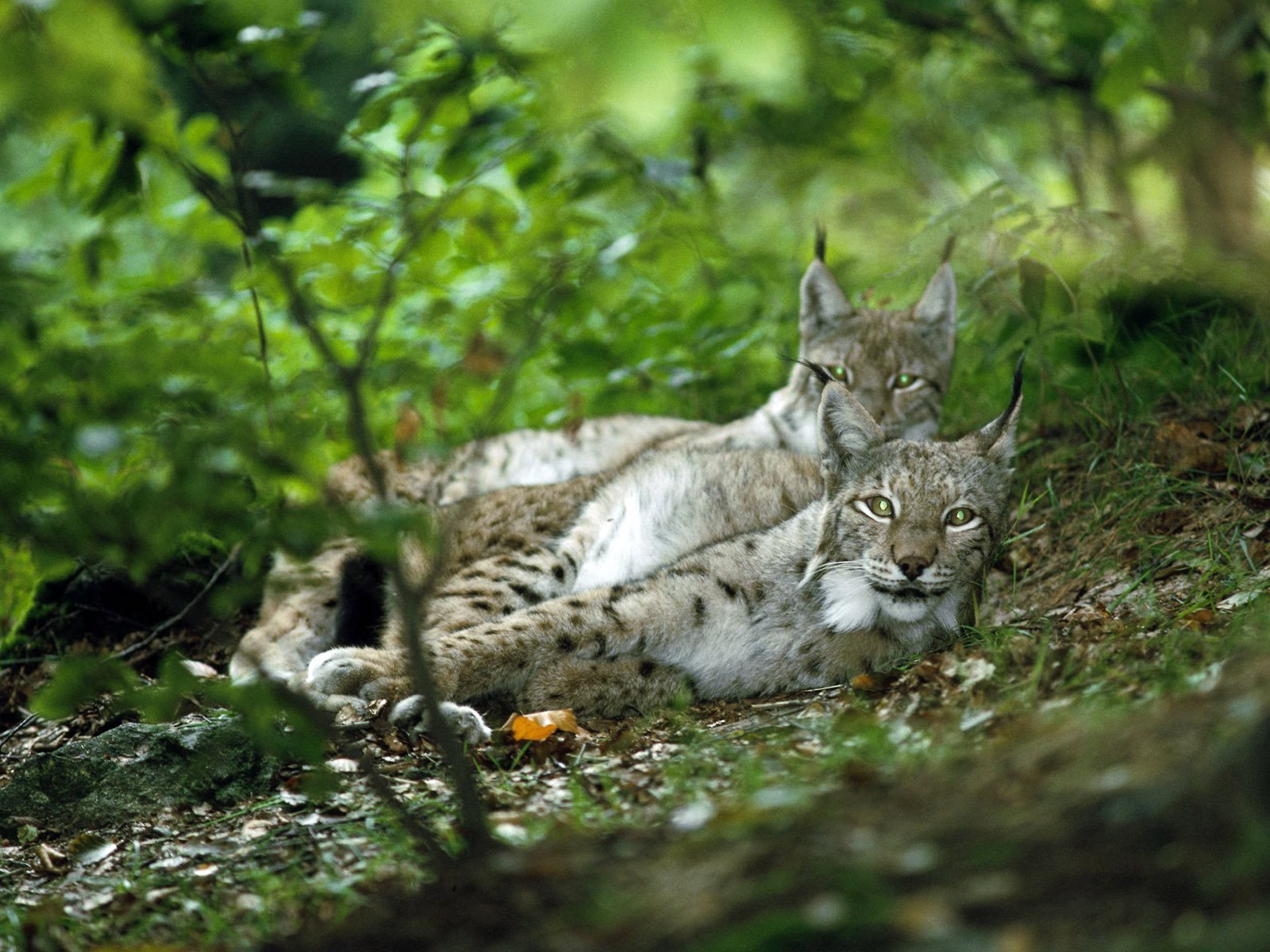 lince pareja bosque vista