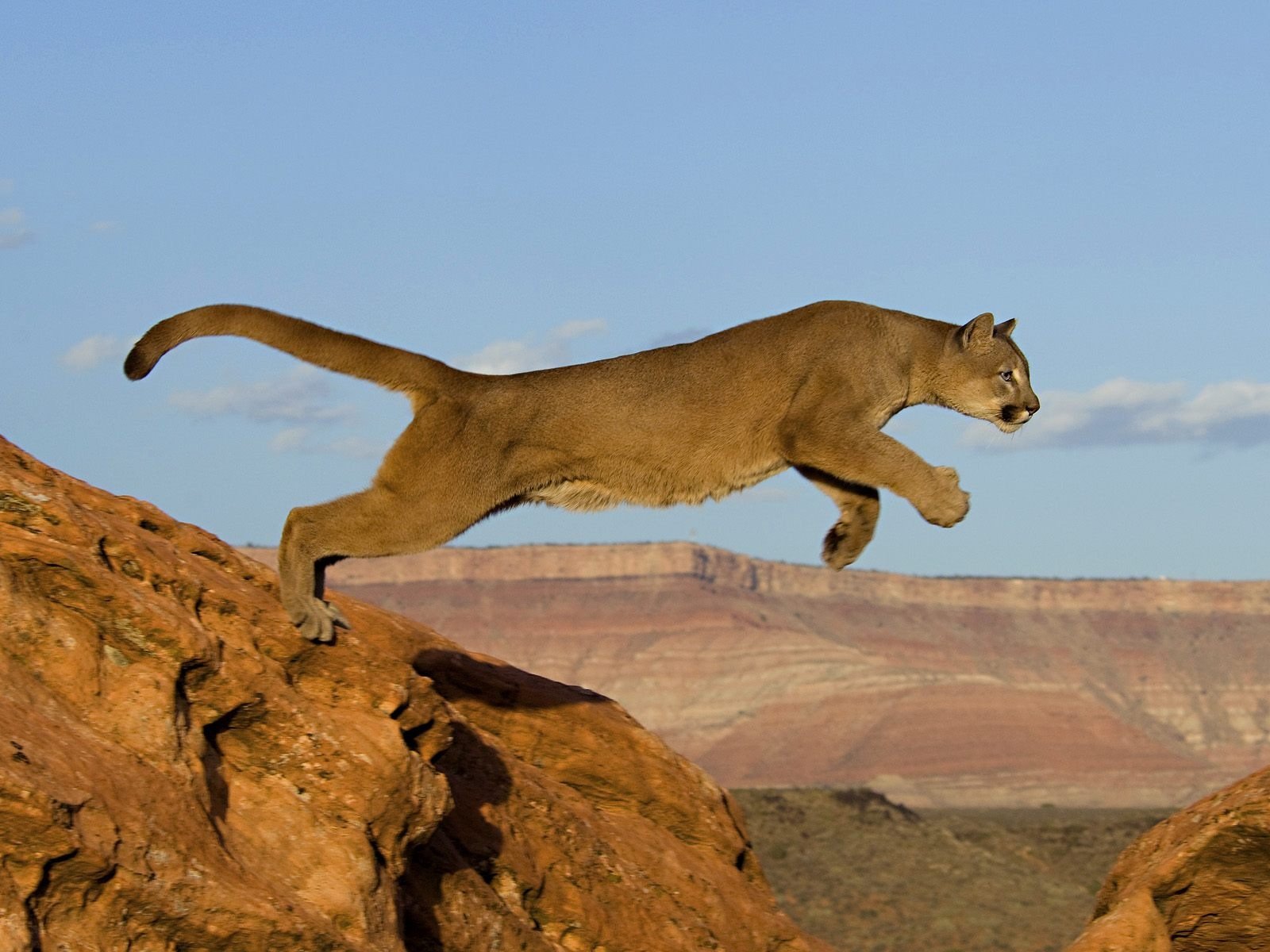 puma gato salto depredador áfrica rocas