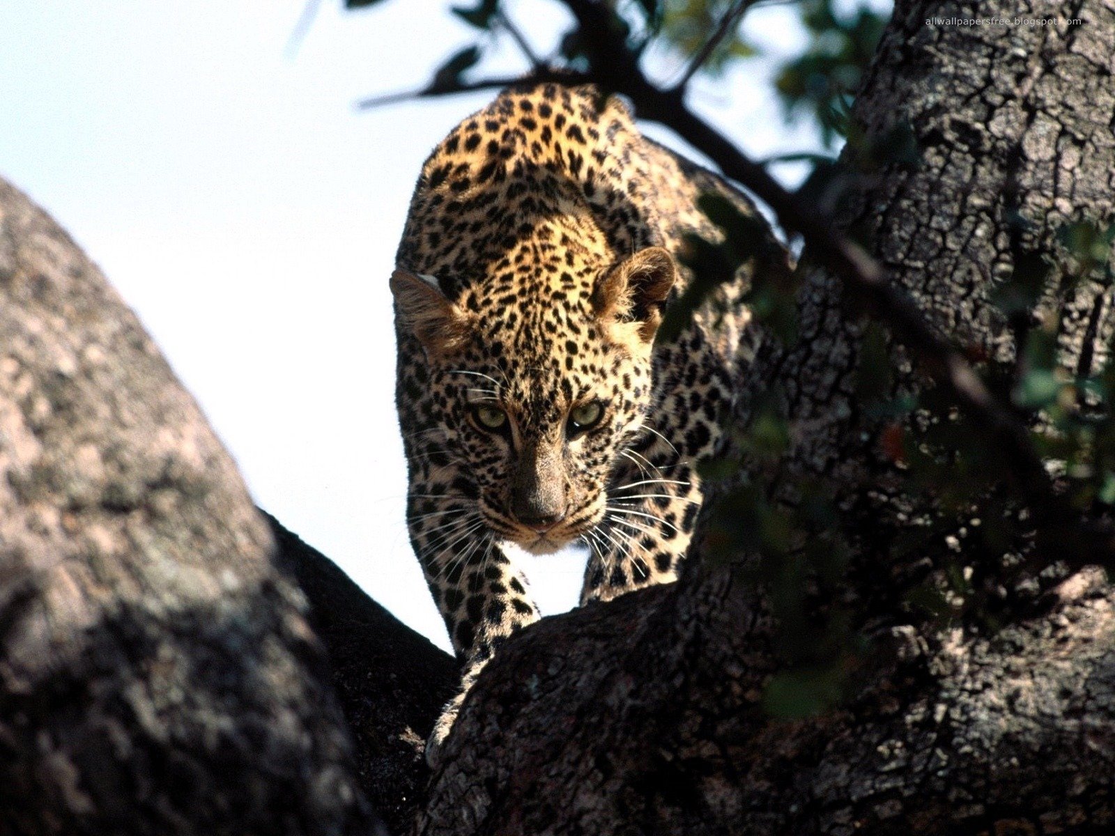 leopardo vista caccia