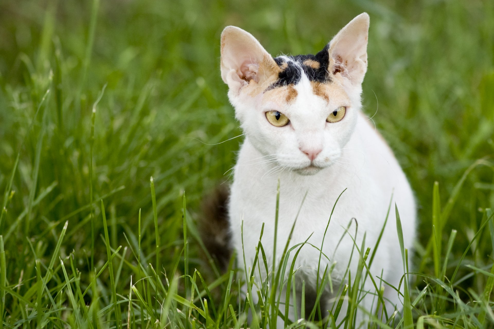 don sfinge gatto gatto muso erba gatto nudo russo carta da parati